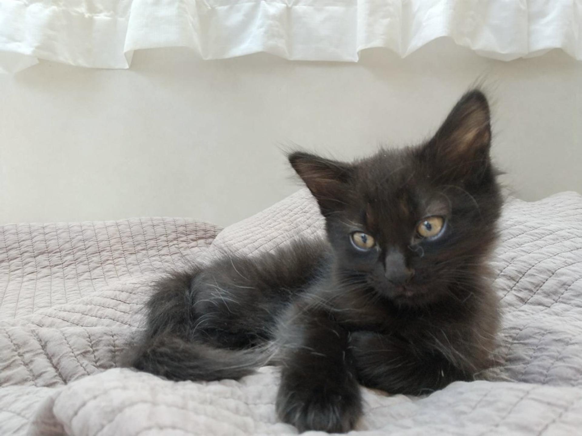 pet-image-5