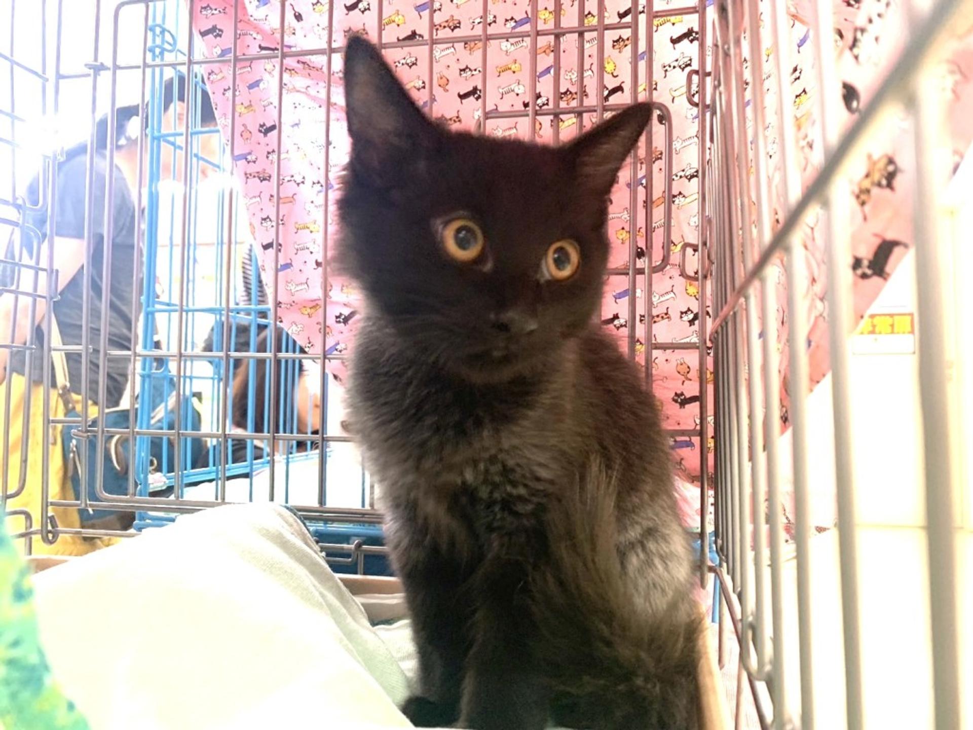pet-image-3