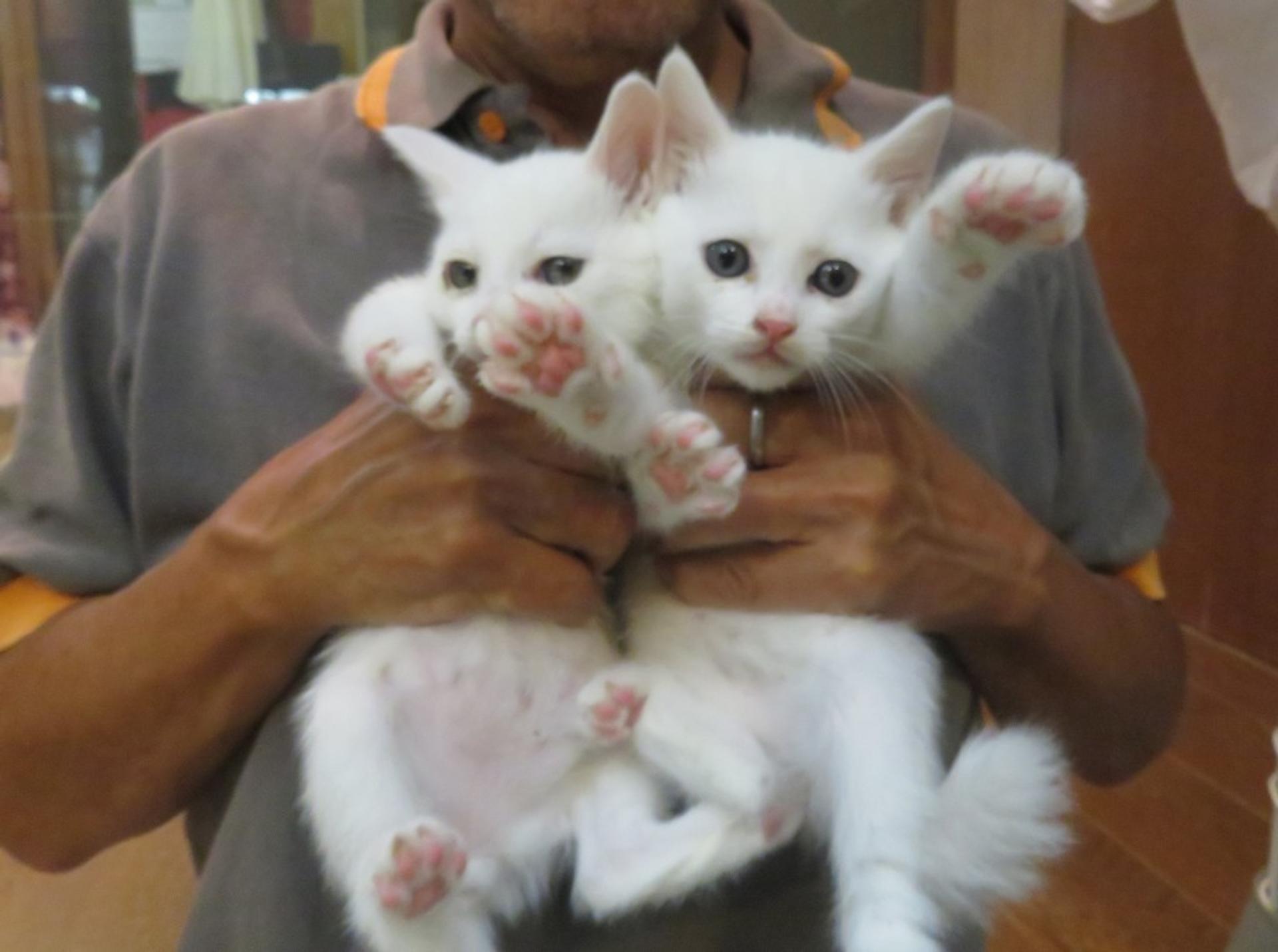 pet-image-6