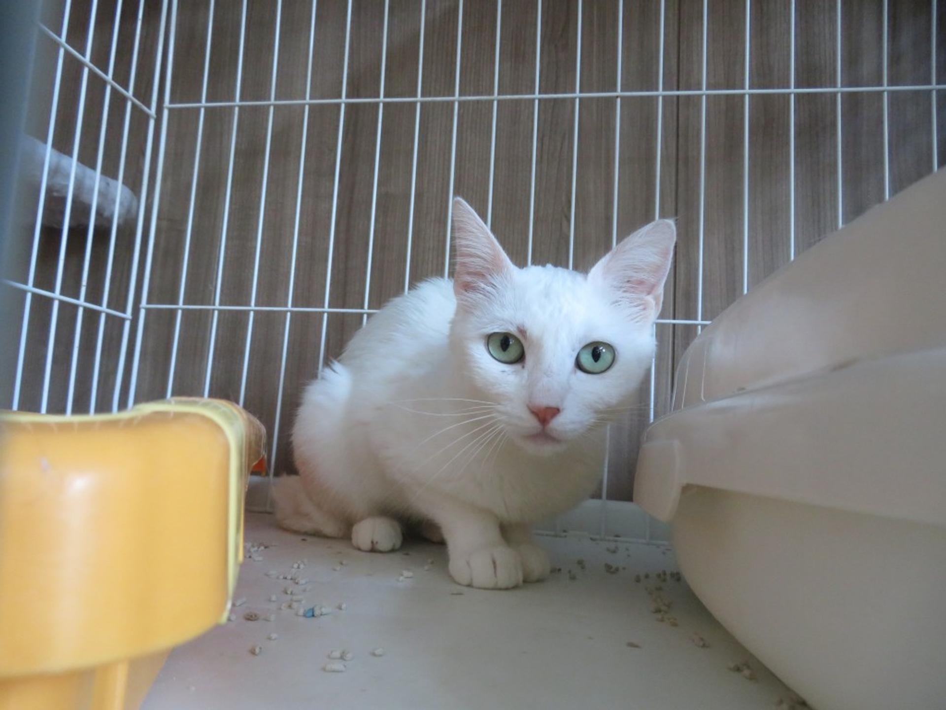 pet-image-3