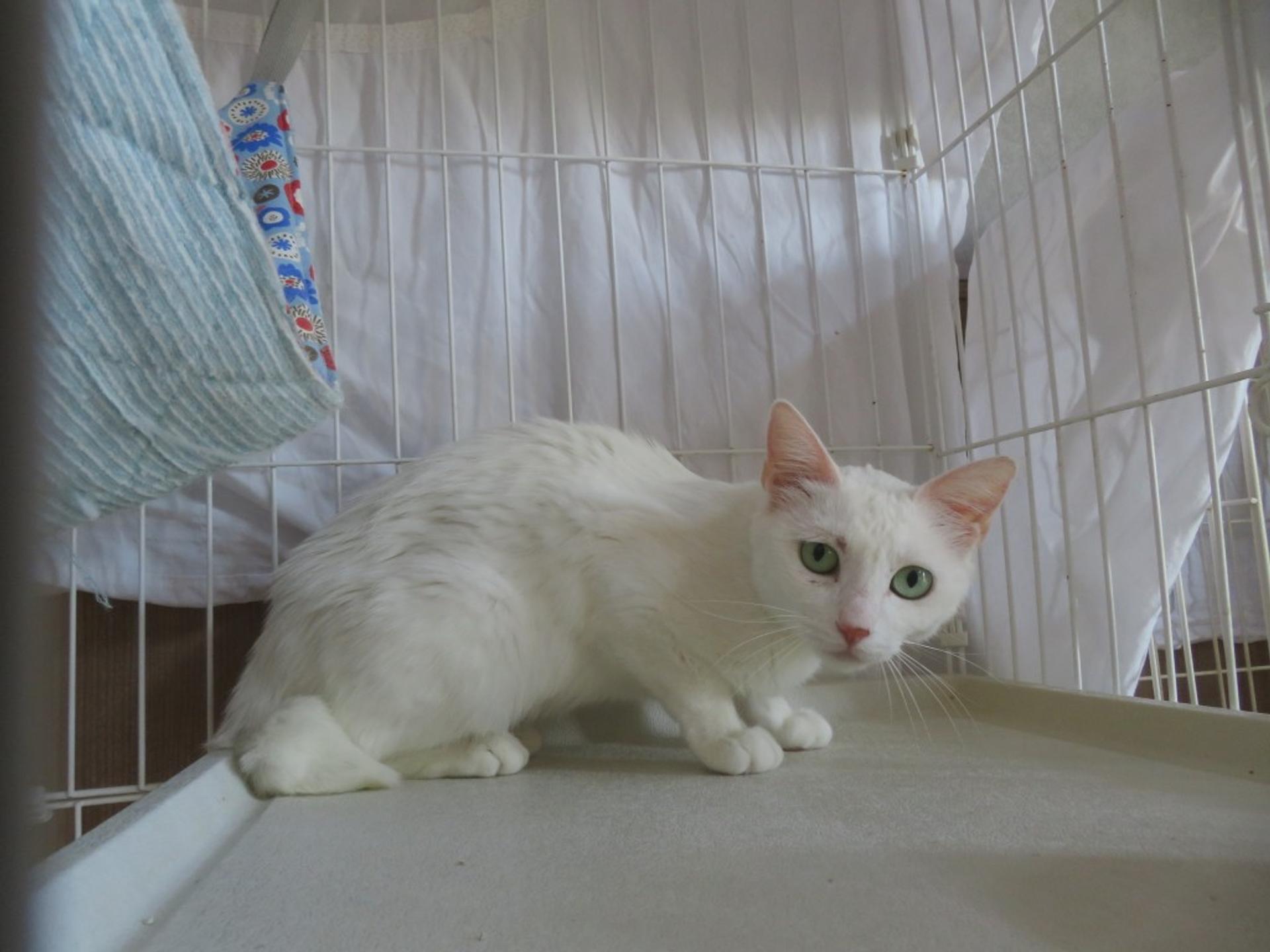 pet-image-4