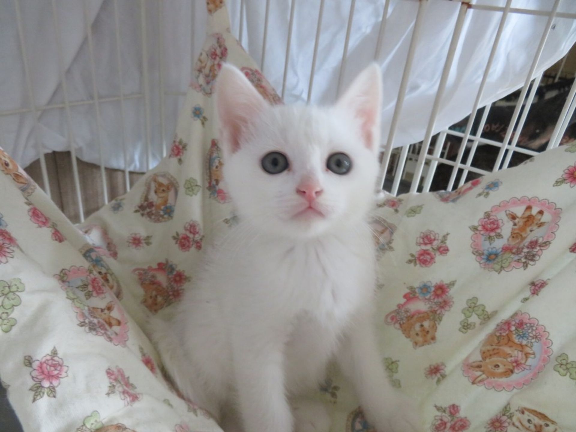 雑種（ミックス猫）・オスの里親募集の写真