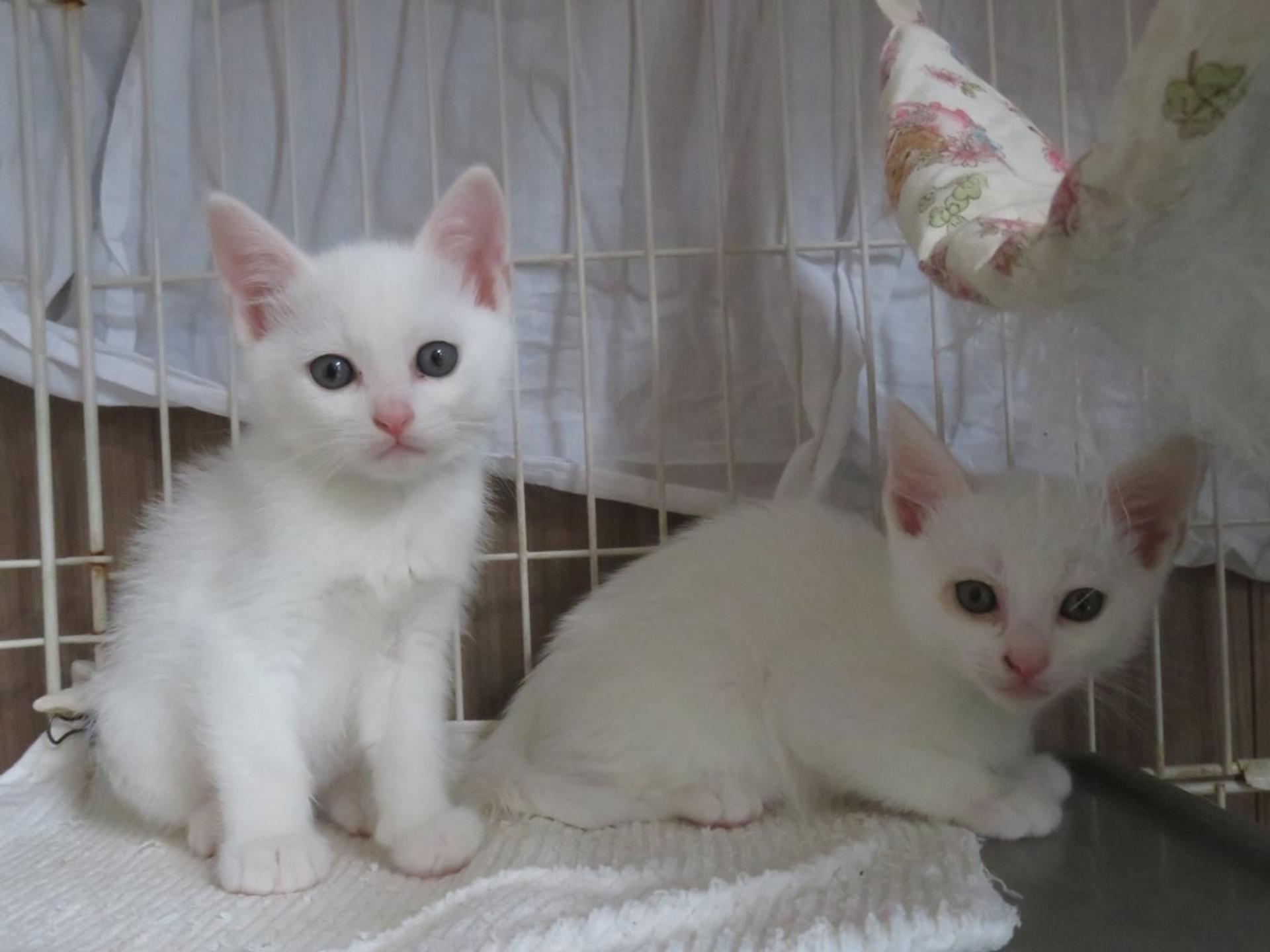 pet-image-6