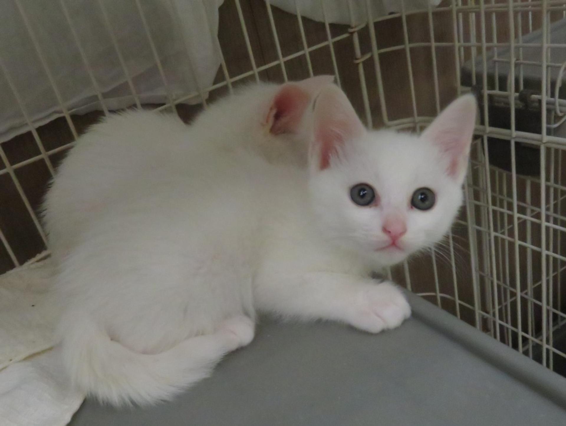 pet-image-3