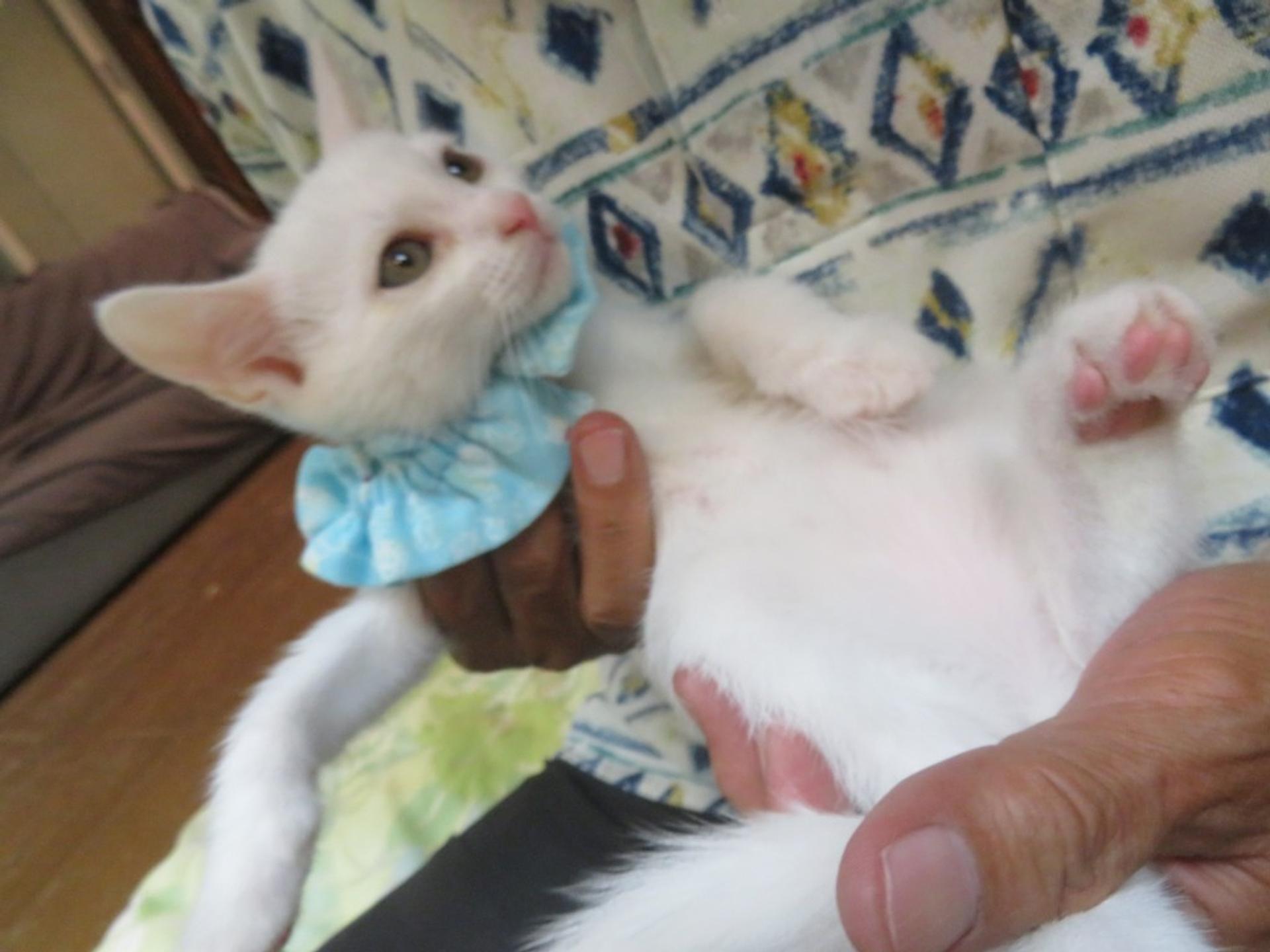 pet-image-2
