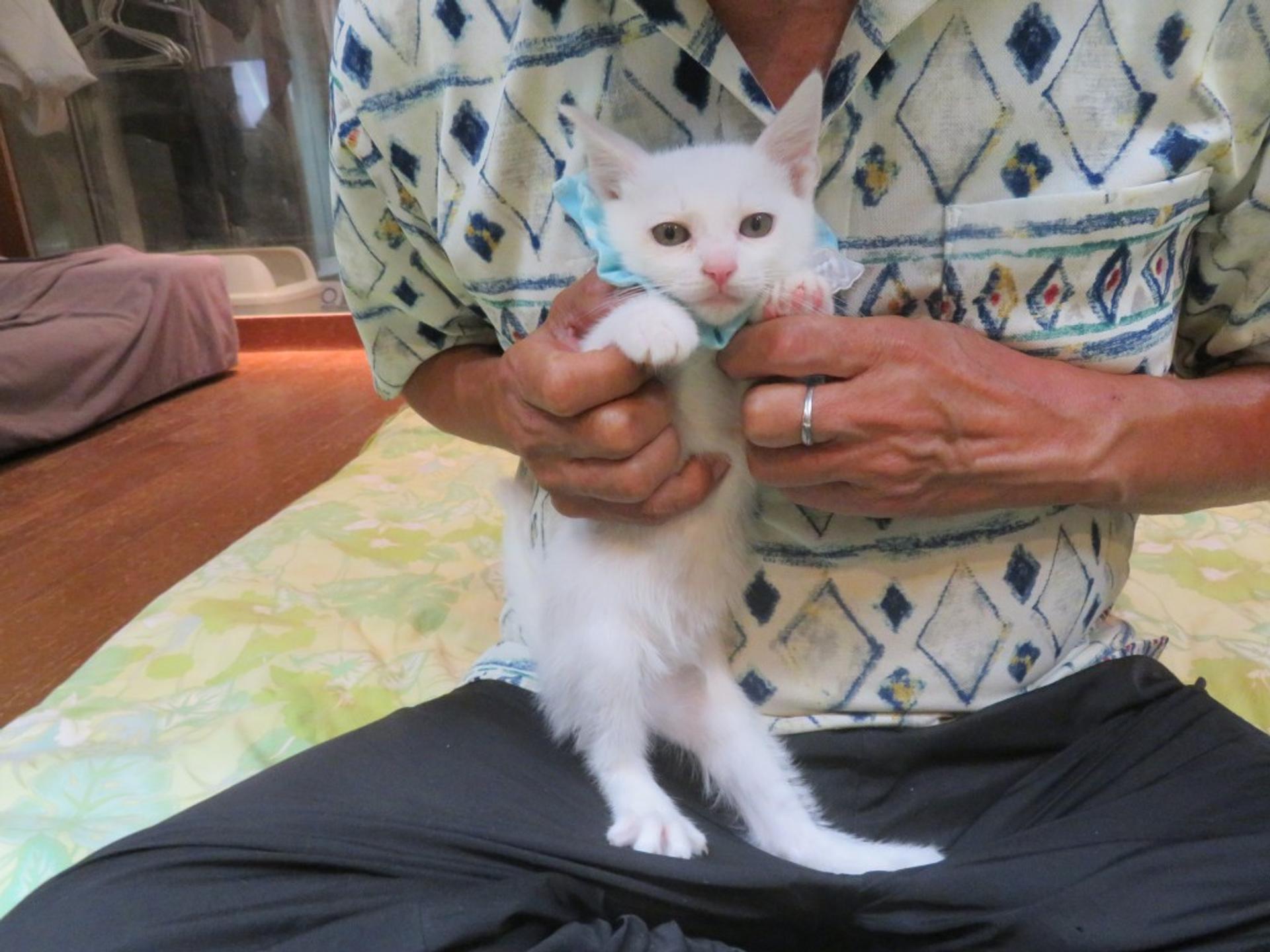pet-image-4