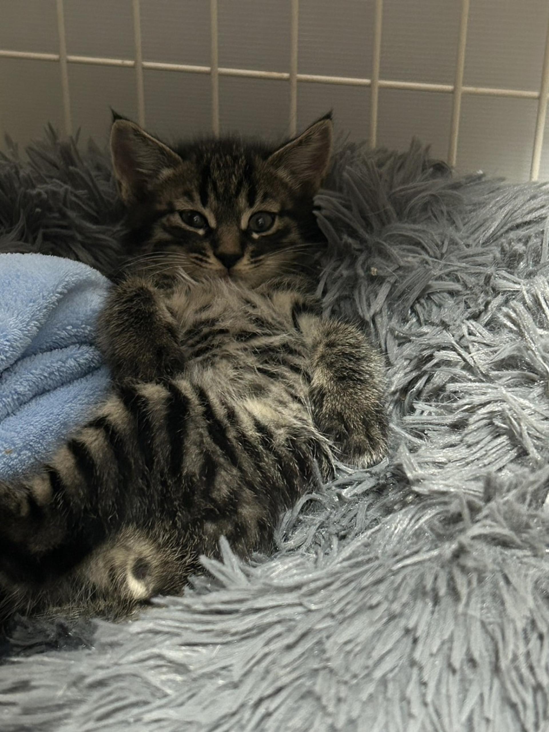 pet-image-3