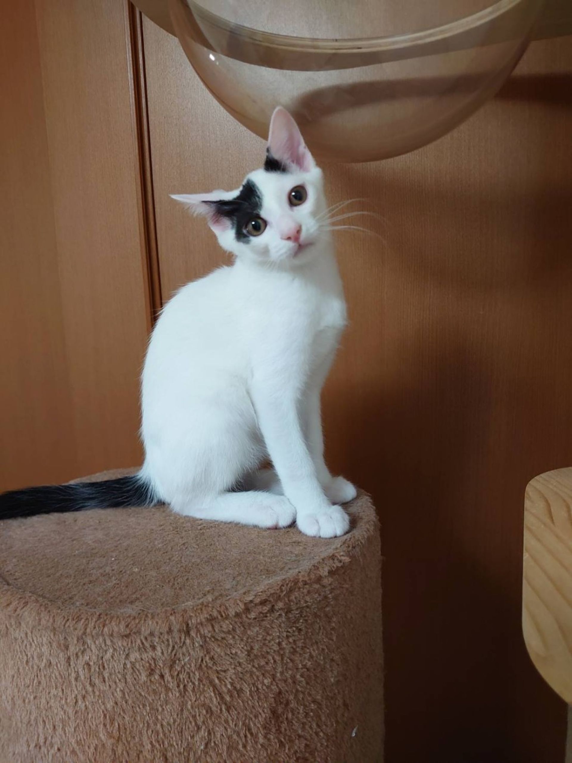 雑種（ミックス猫）・オスの里親募集の写真