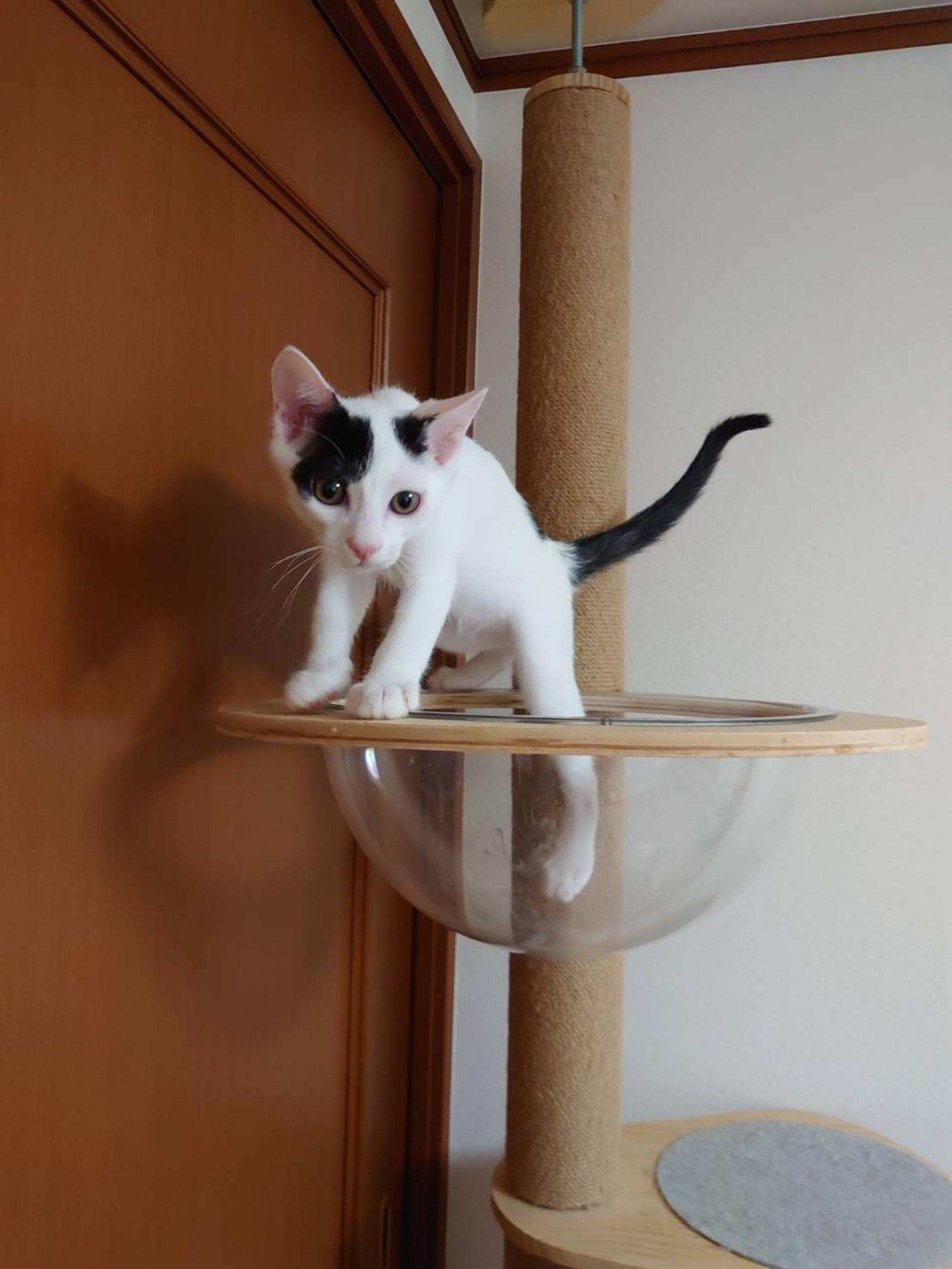 pet-image-2