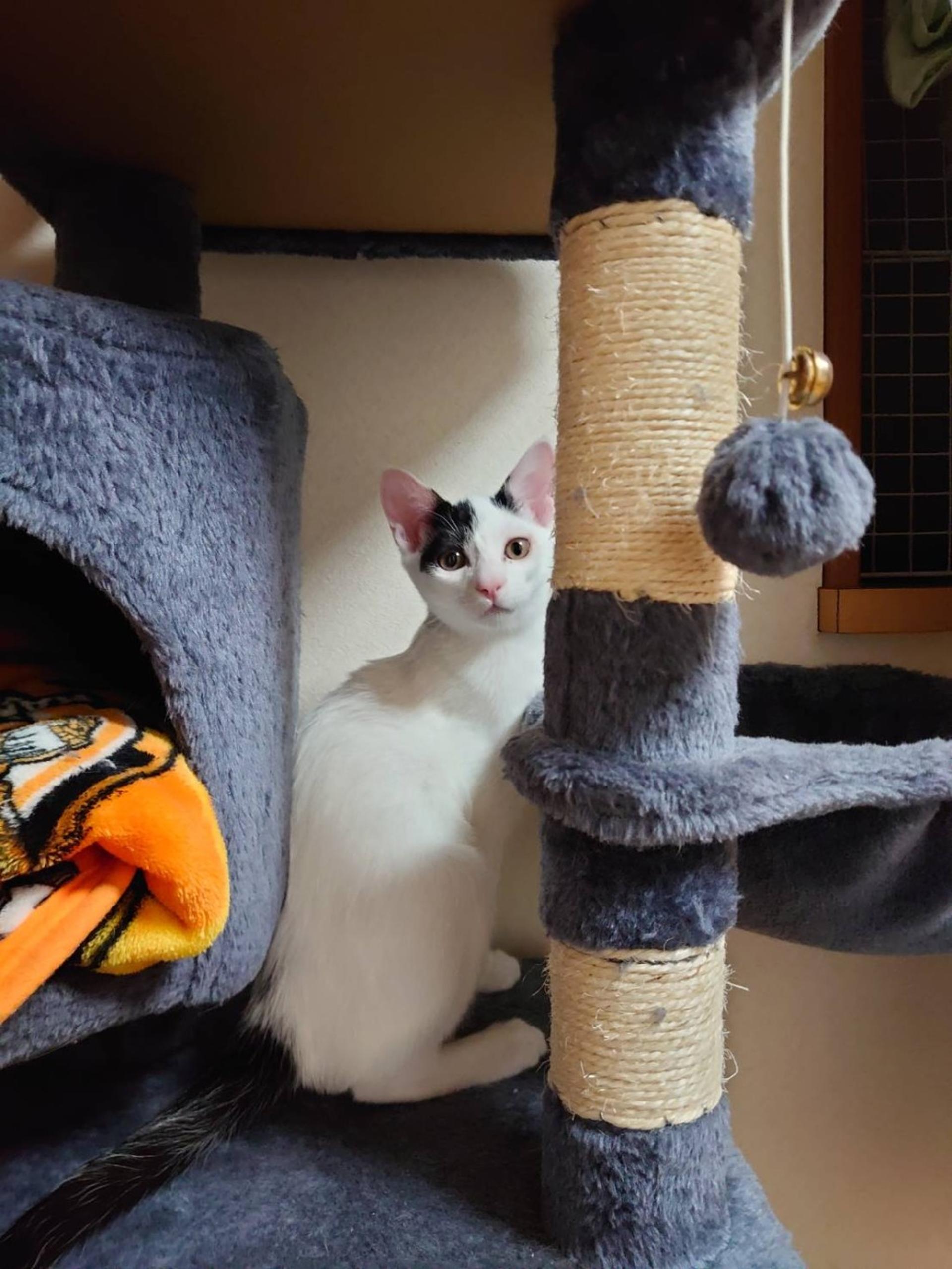 pet-image-4