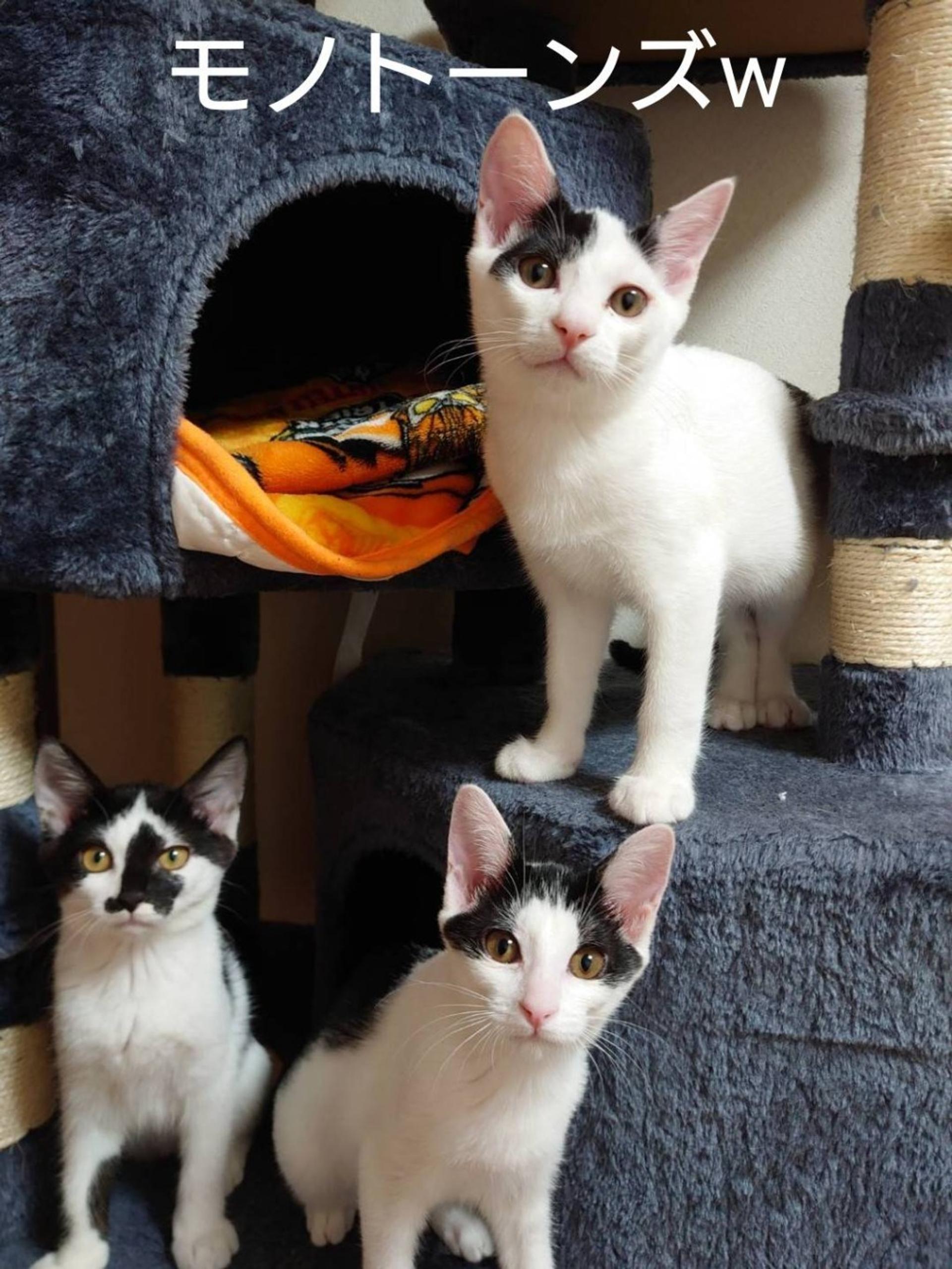 pet-image-5