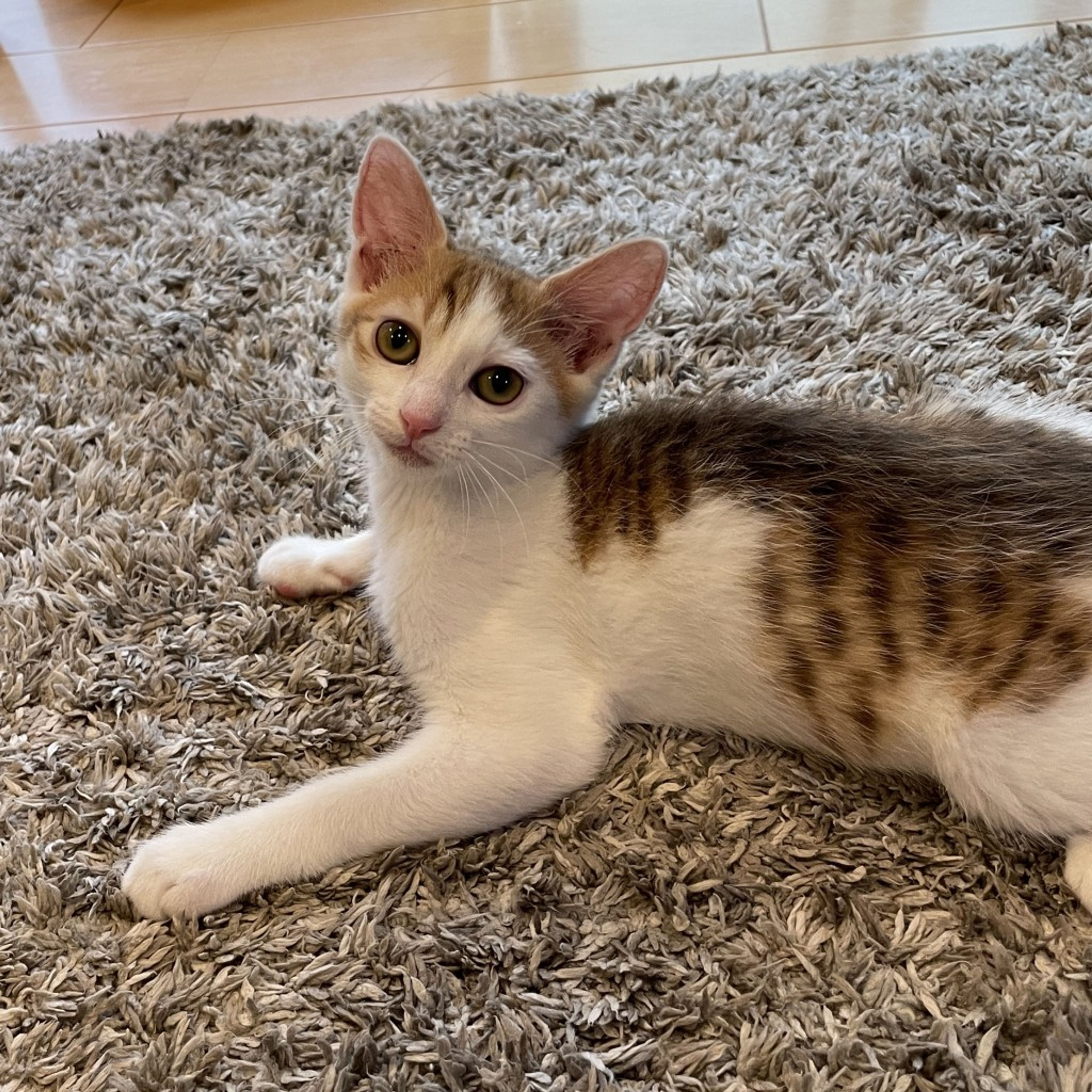 7/15芝浦】猫初心者に◎くっついて眠る仲良し兄妹 | 雑種