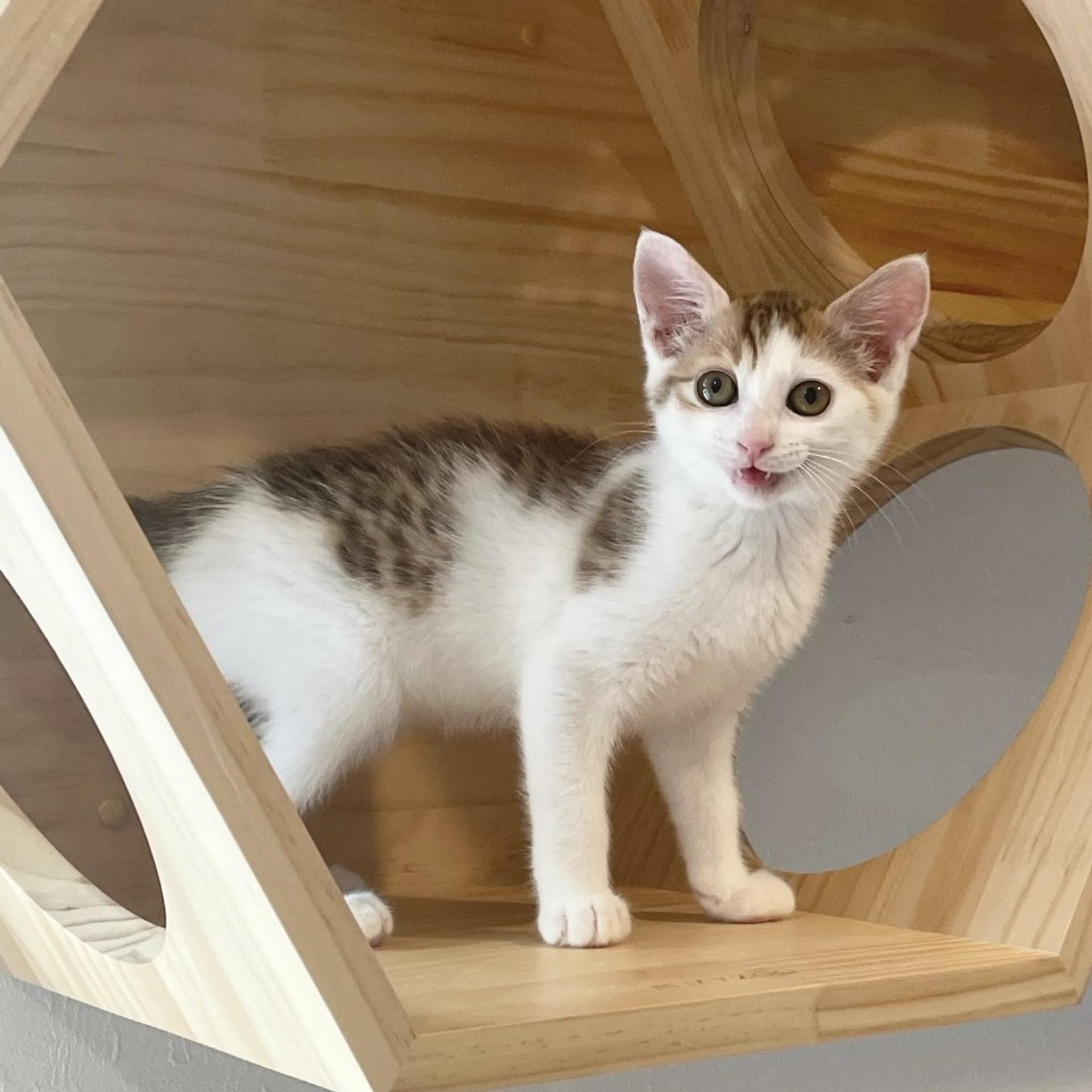 pet-image-3