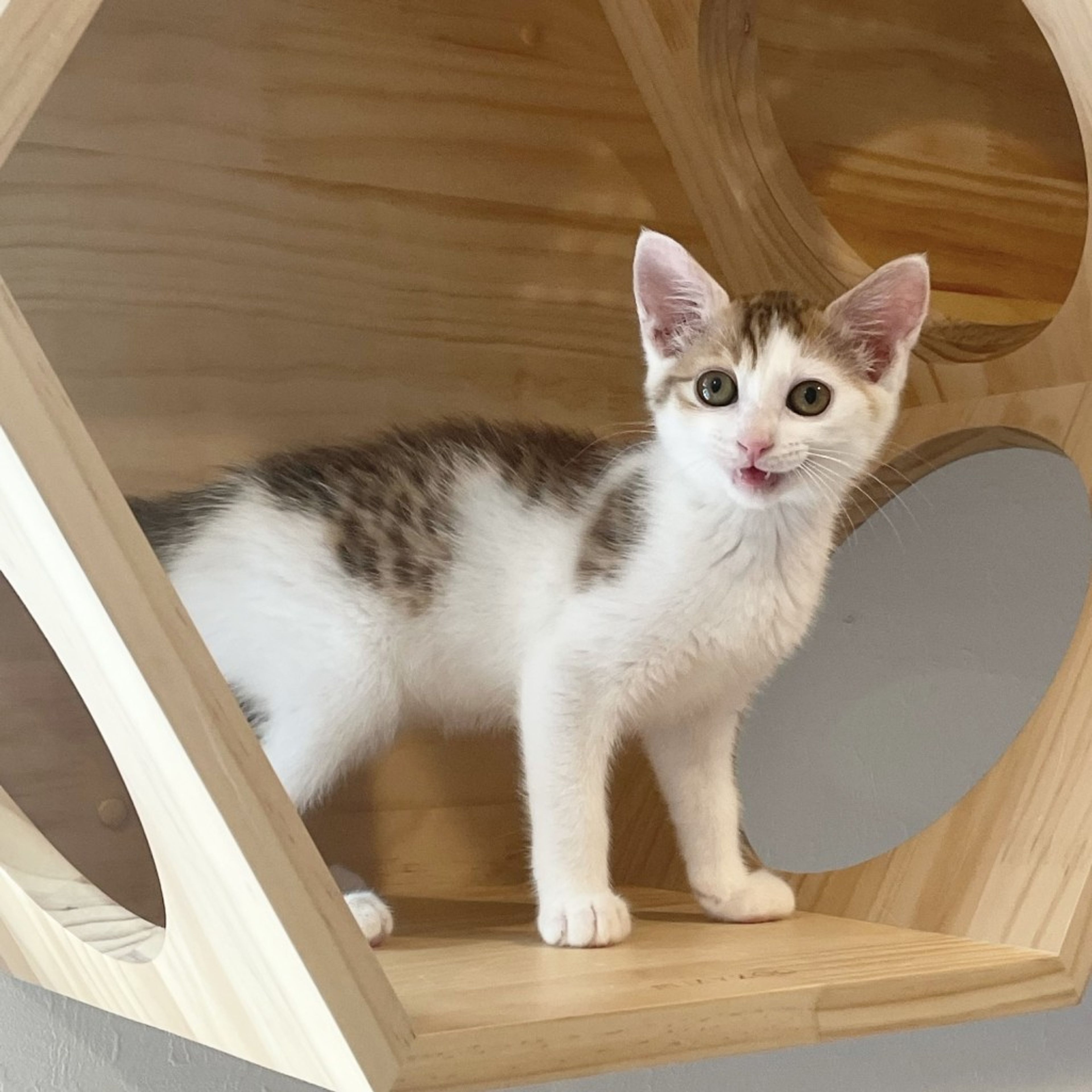 親ねこ3521 7/15芝浦】猫初心者に◎くっついて眠る仲良し兄妹 | 雑種