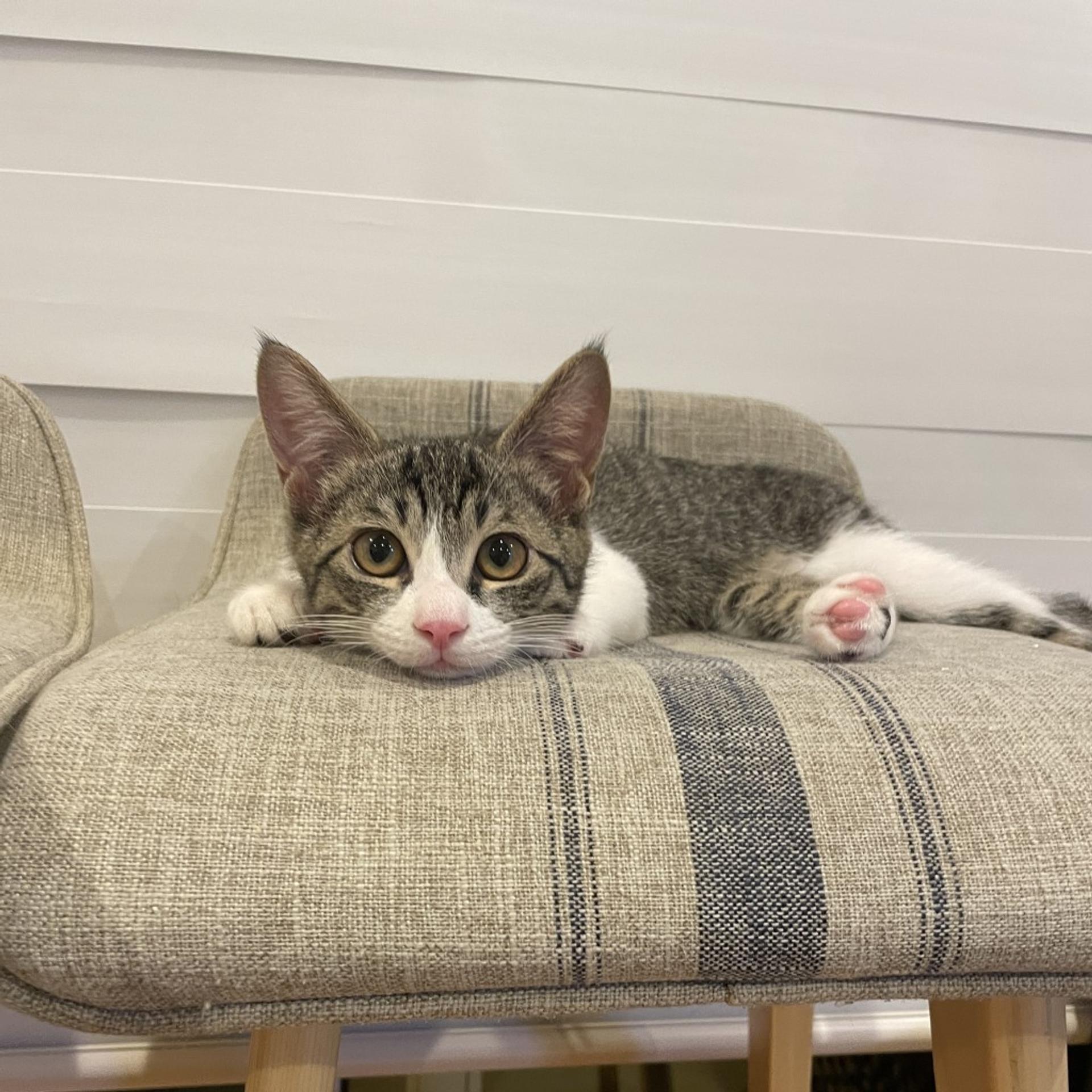 pet-image-5