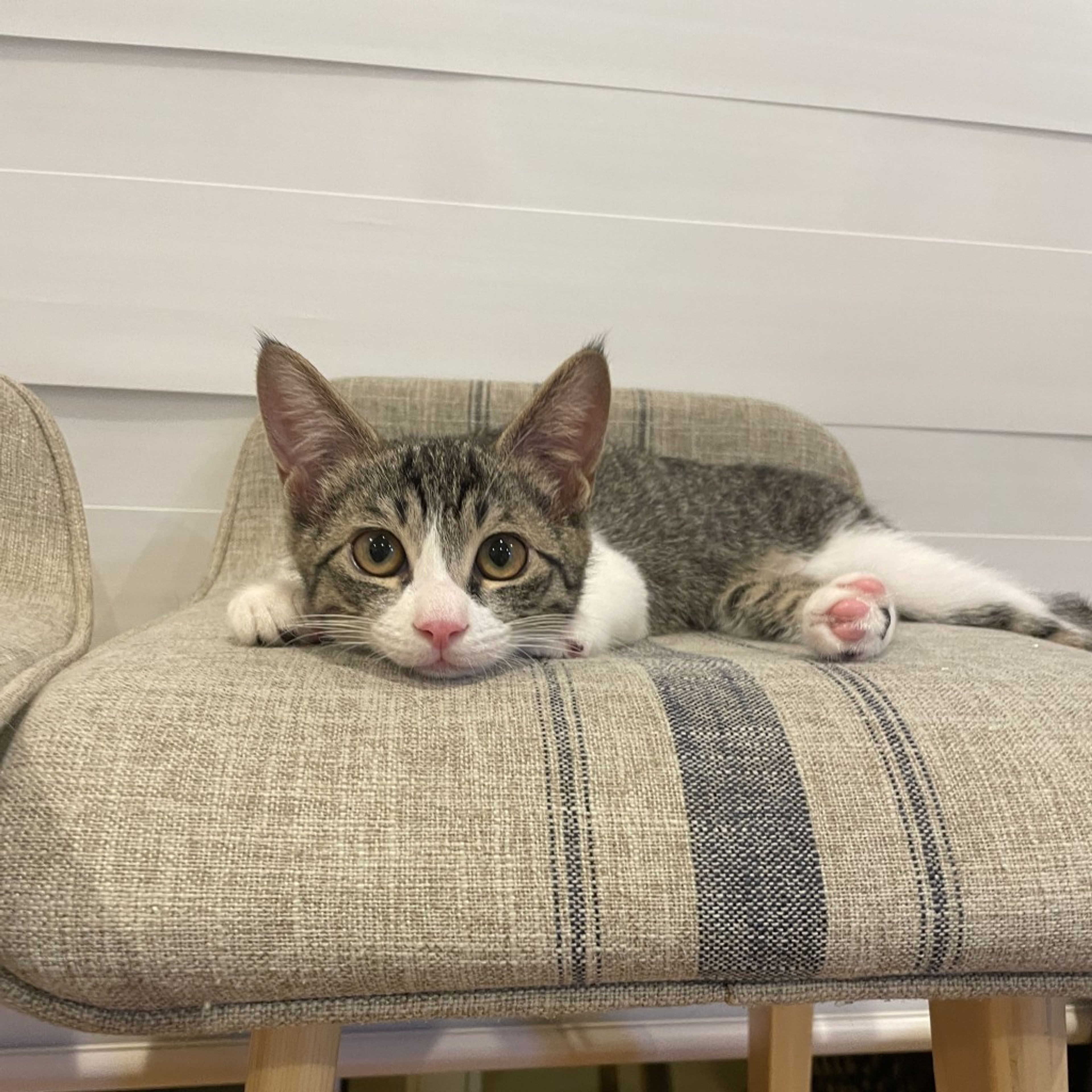 pet-image-5