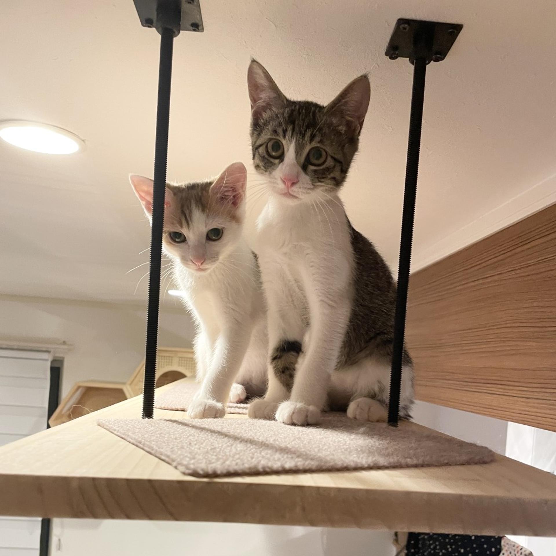 pet-image-7