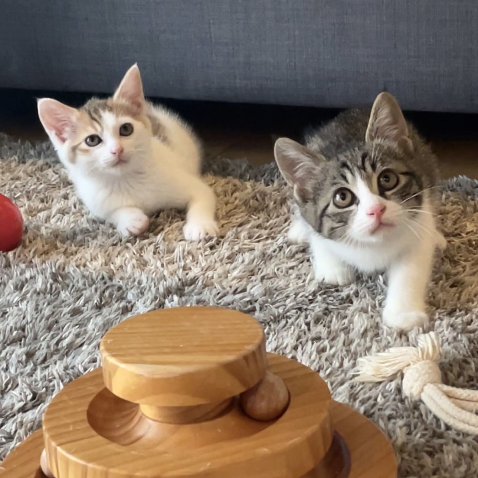 雑種（ミックス猫）・オスの里親募集の写真