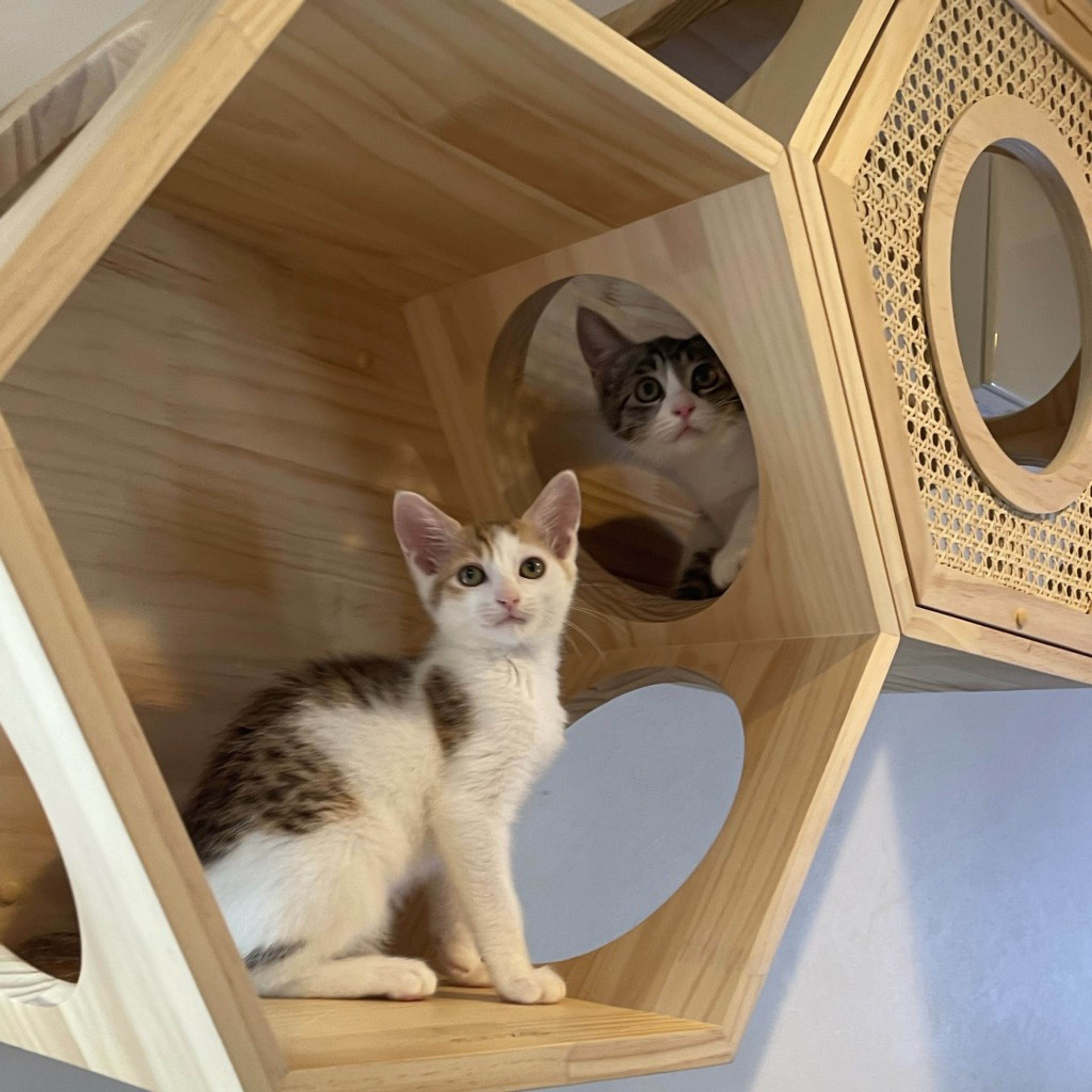 親ねこ3521 7/15芝浦】猫初心者に◎くっついて眠る仲良し兄妹 | 雑種