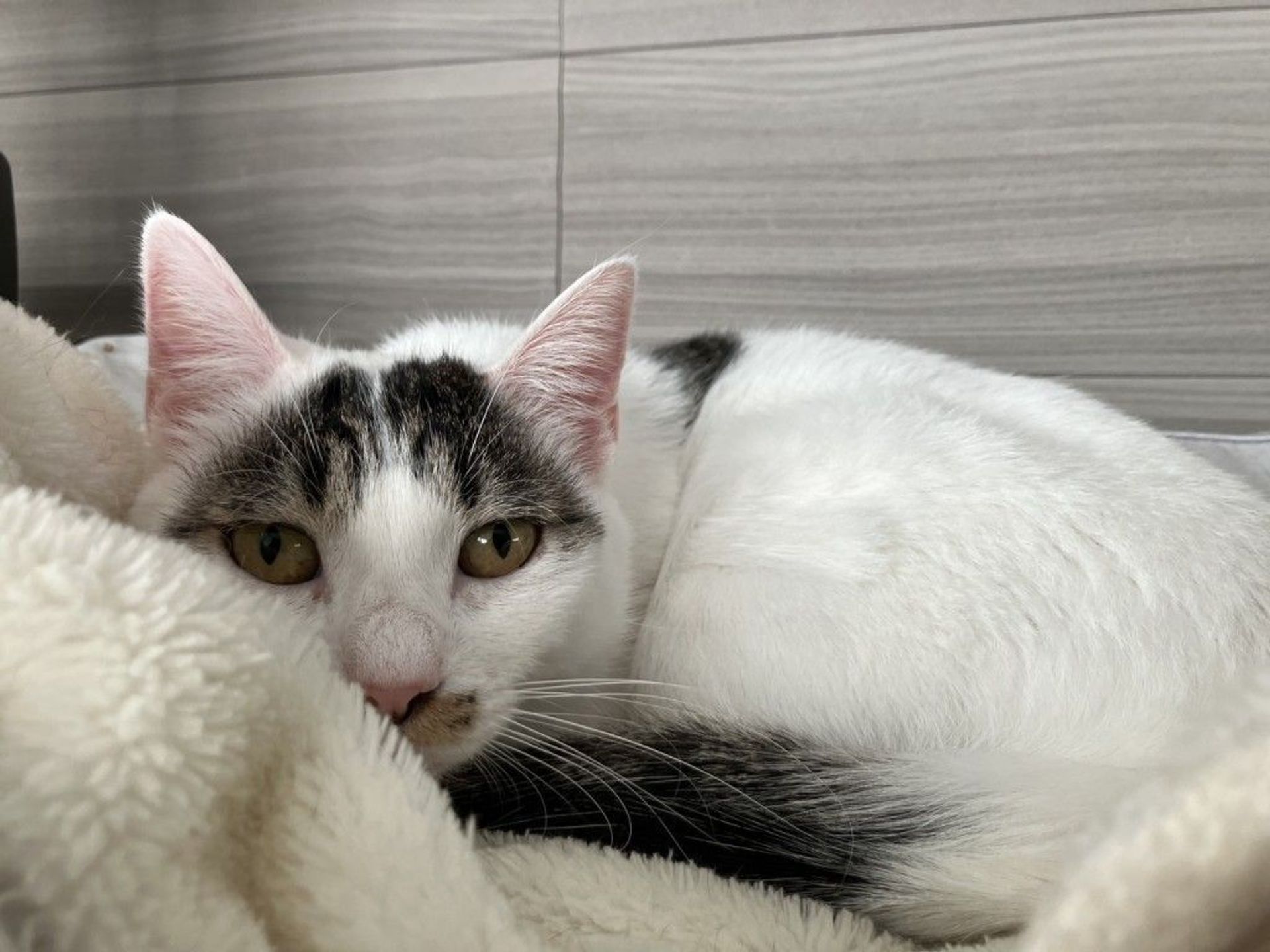 雑種（ミックス猫）・メスの里親募集の写真
