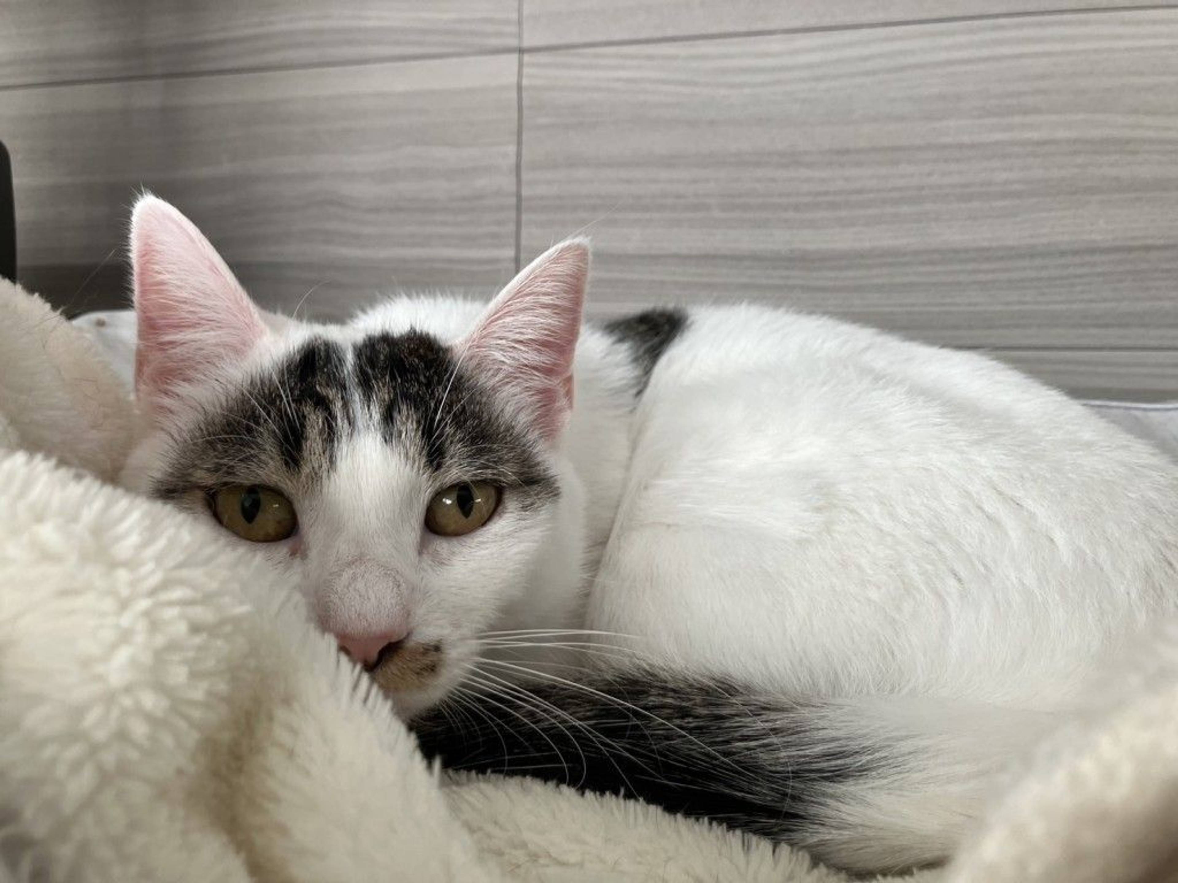 雑種（ミックス猫）・メスの里親募集の写真