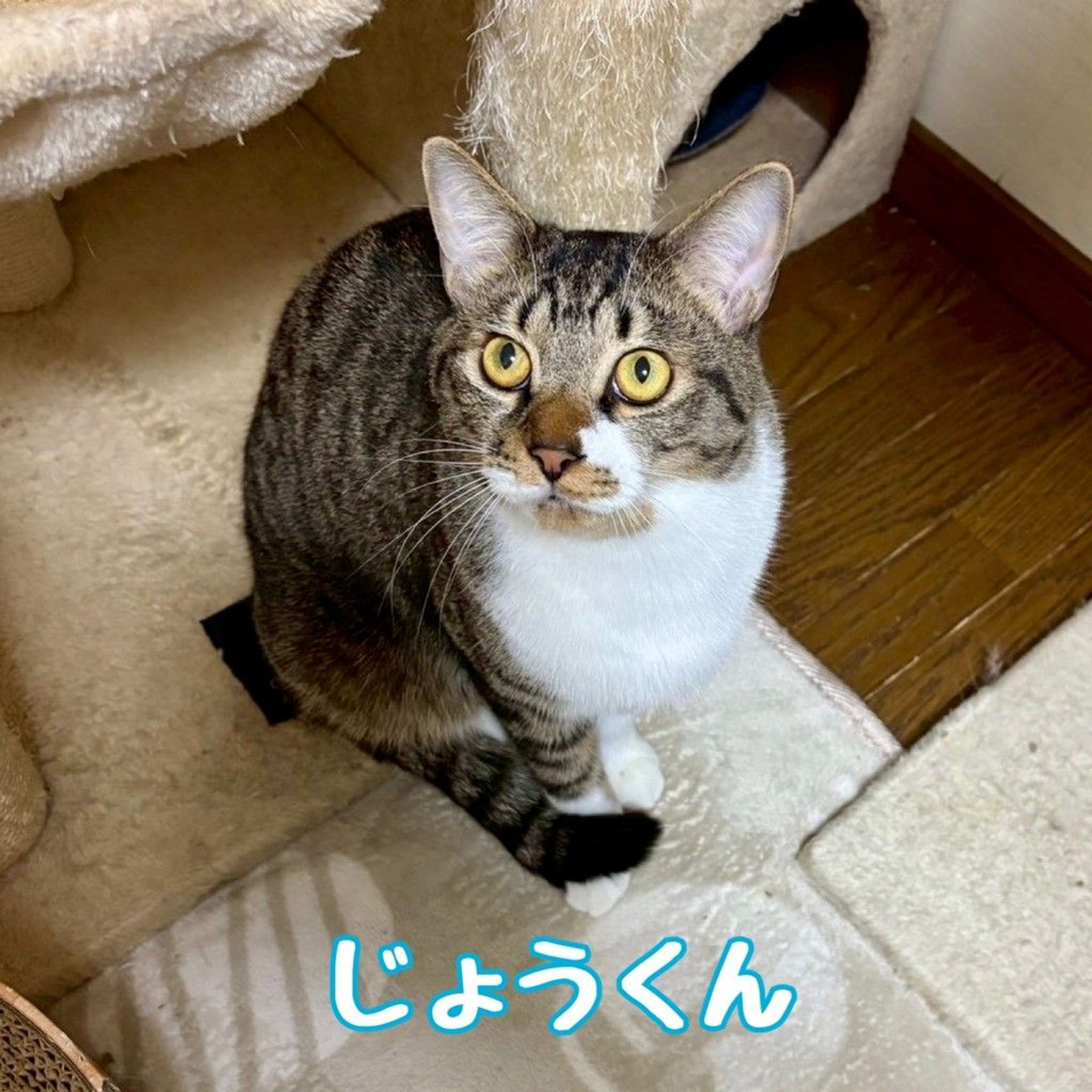 雑種（ミックス猫）・オスの里親募集の写真