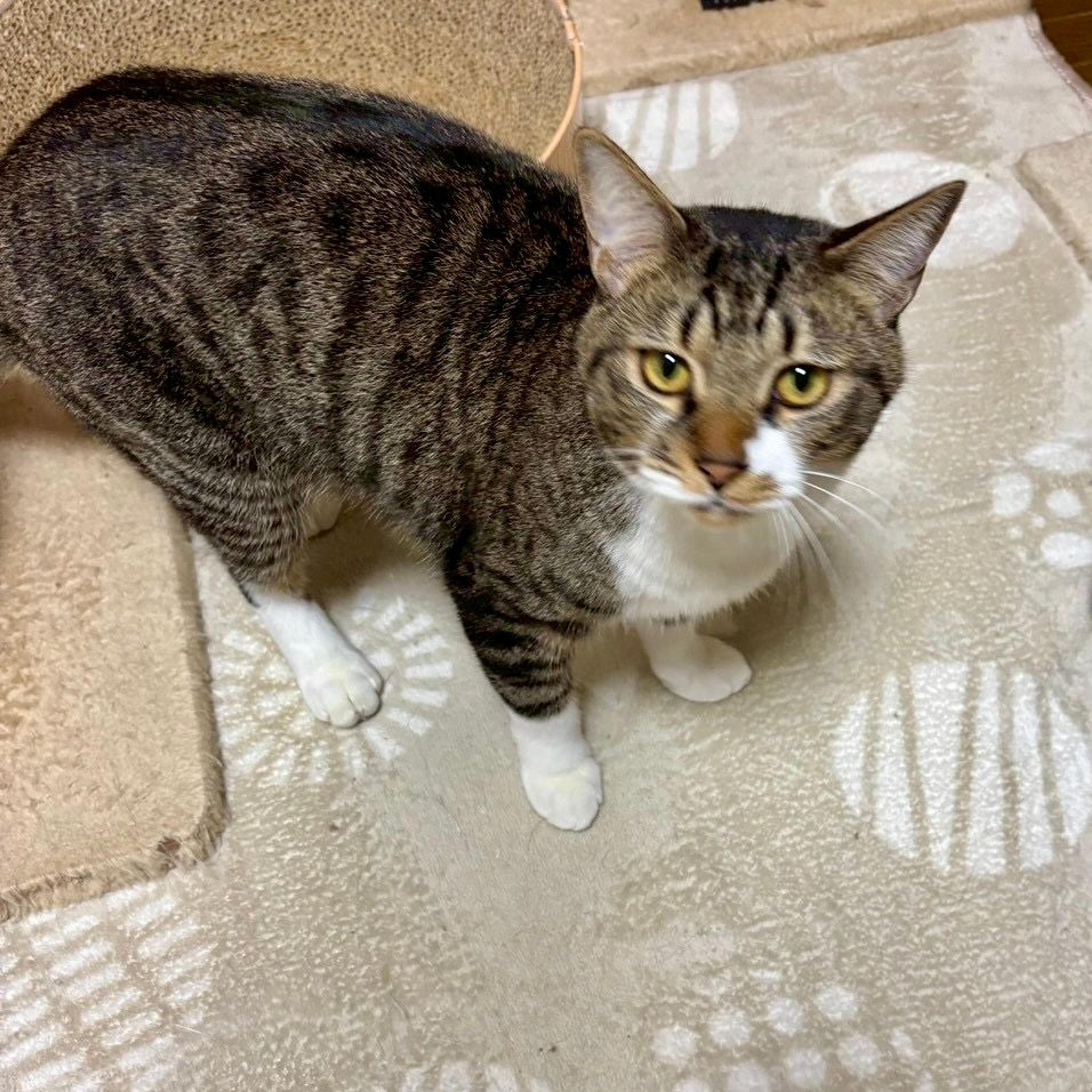 pet-image-2