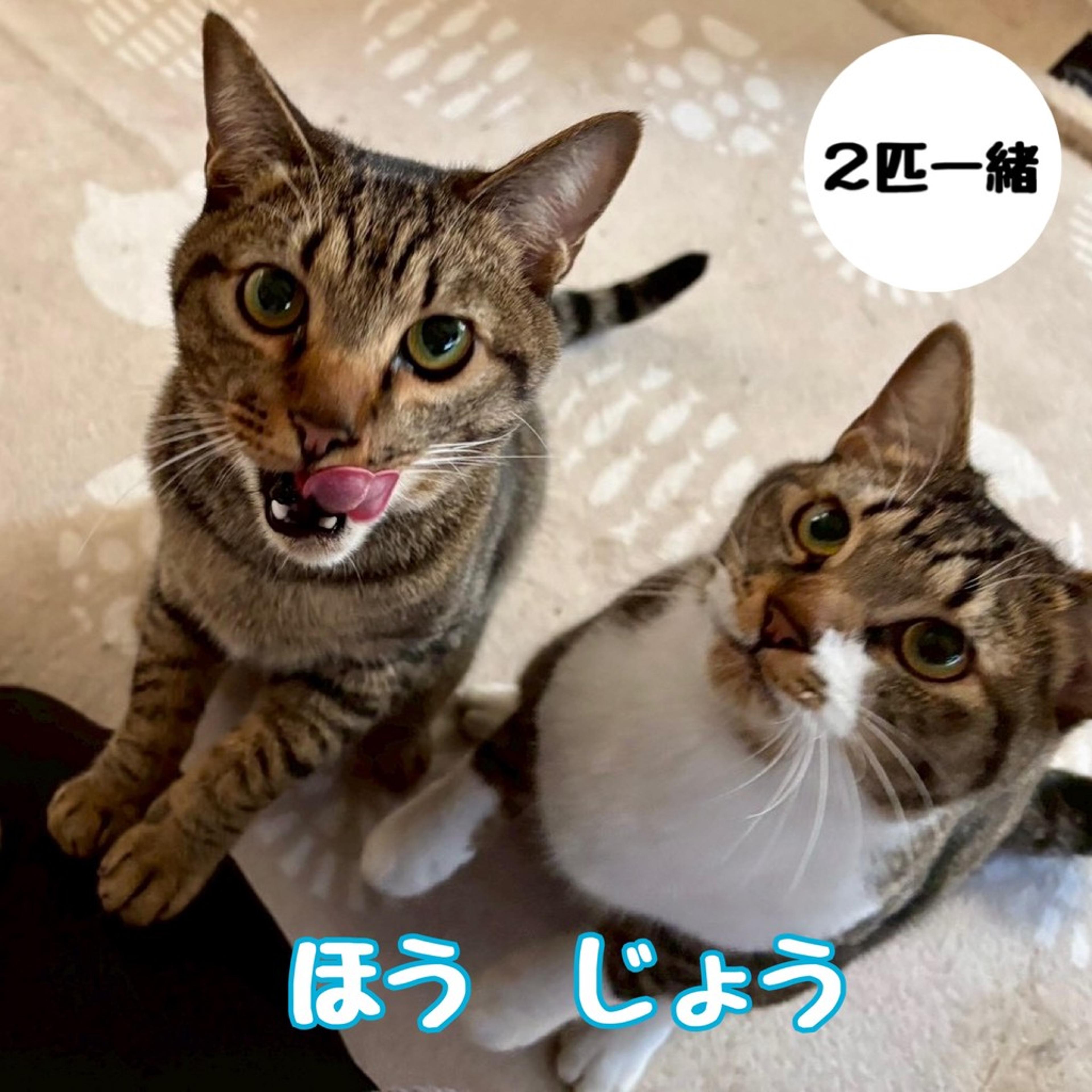 pet-image-3
