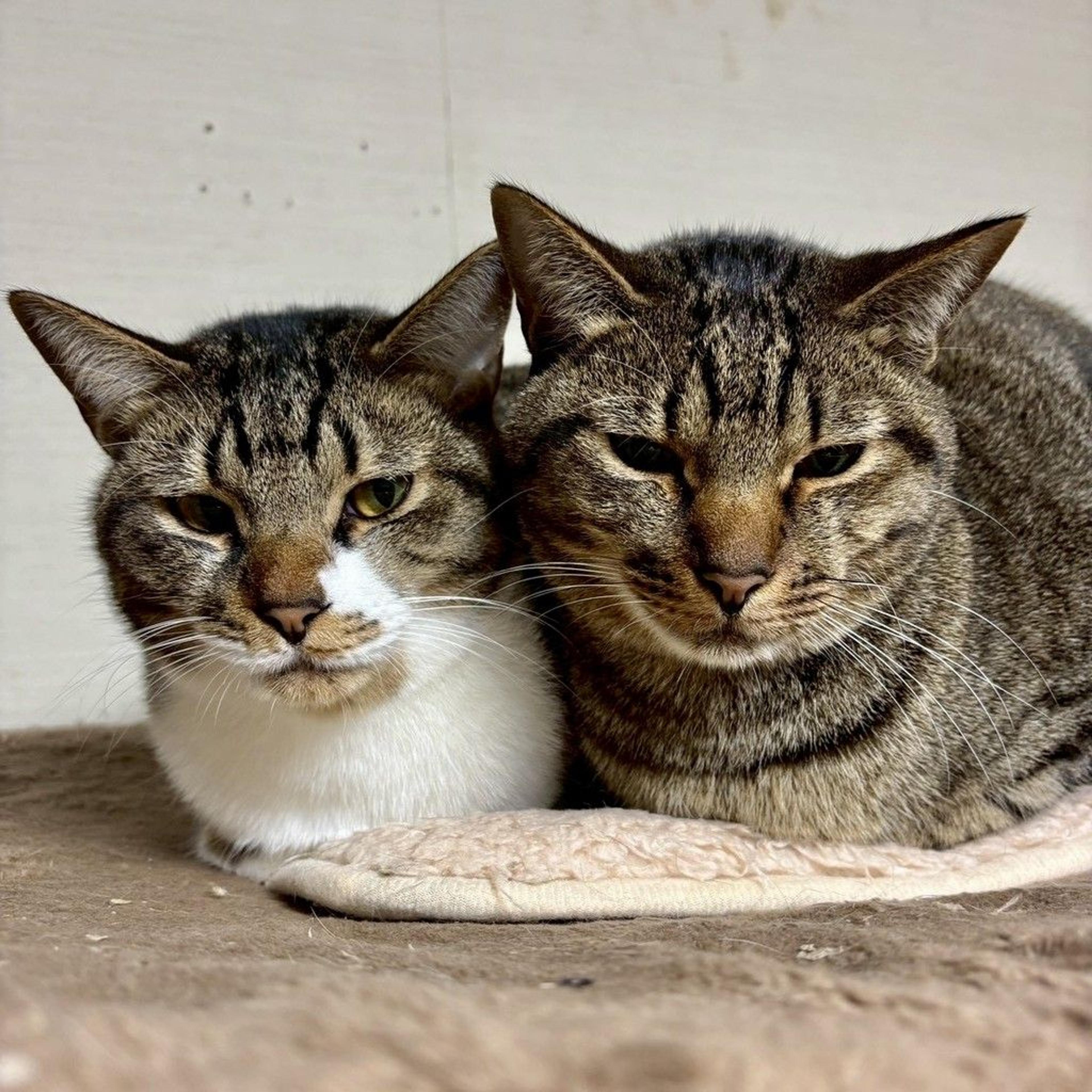 pet-image-4