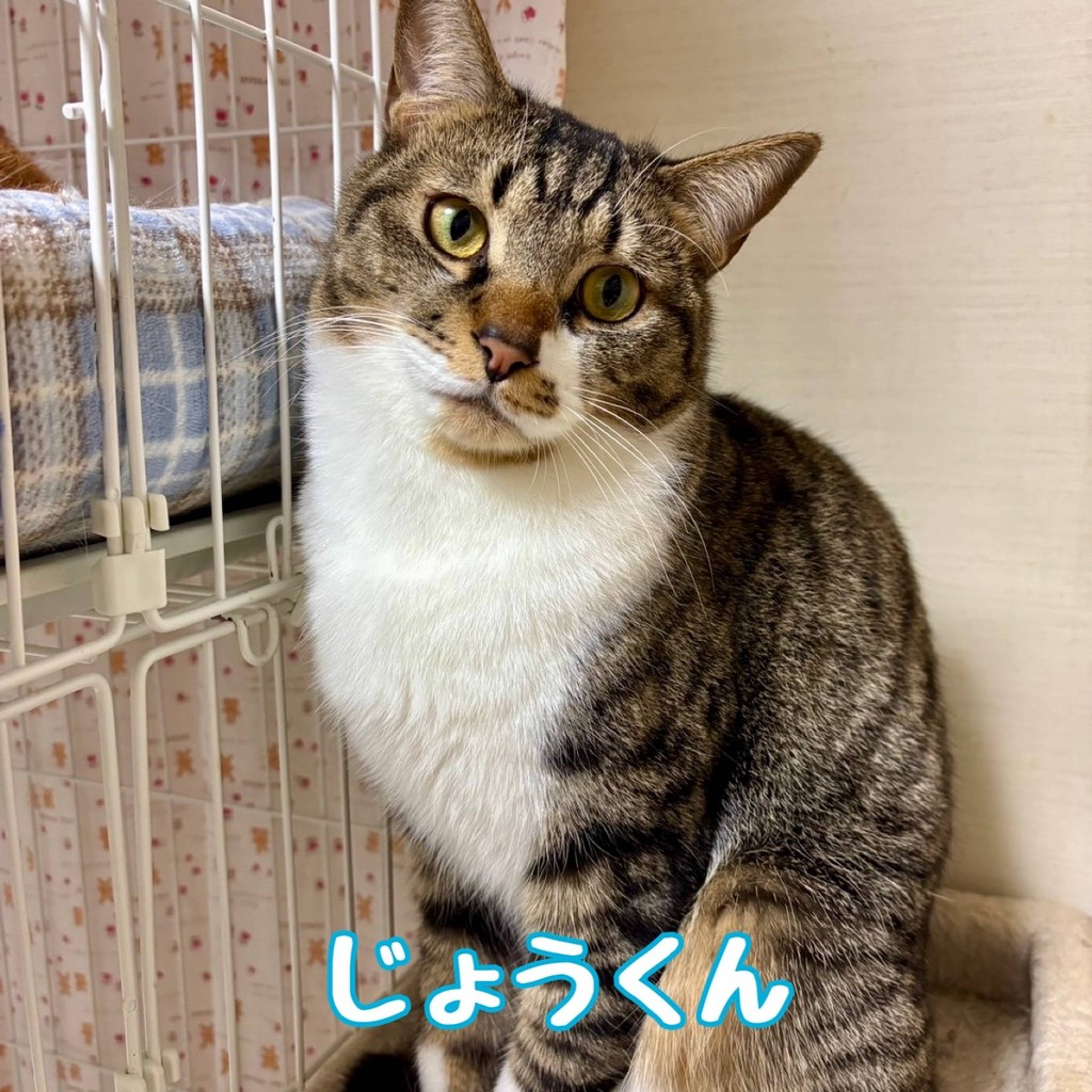 雑種（ミックス猫）・オスの里親募集の写真