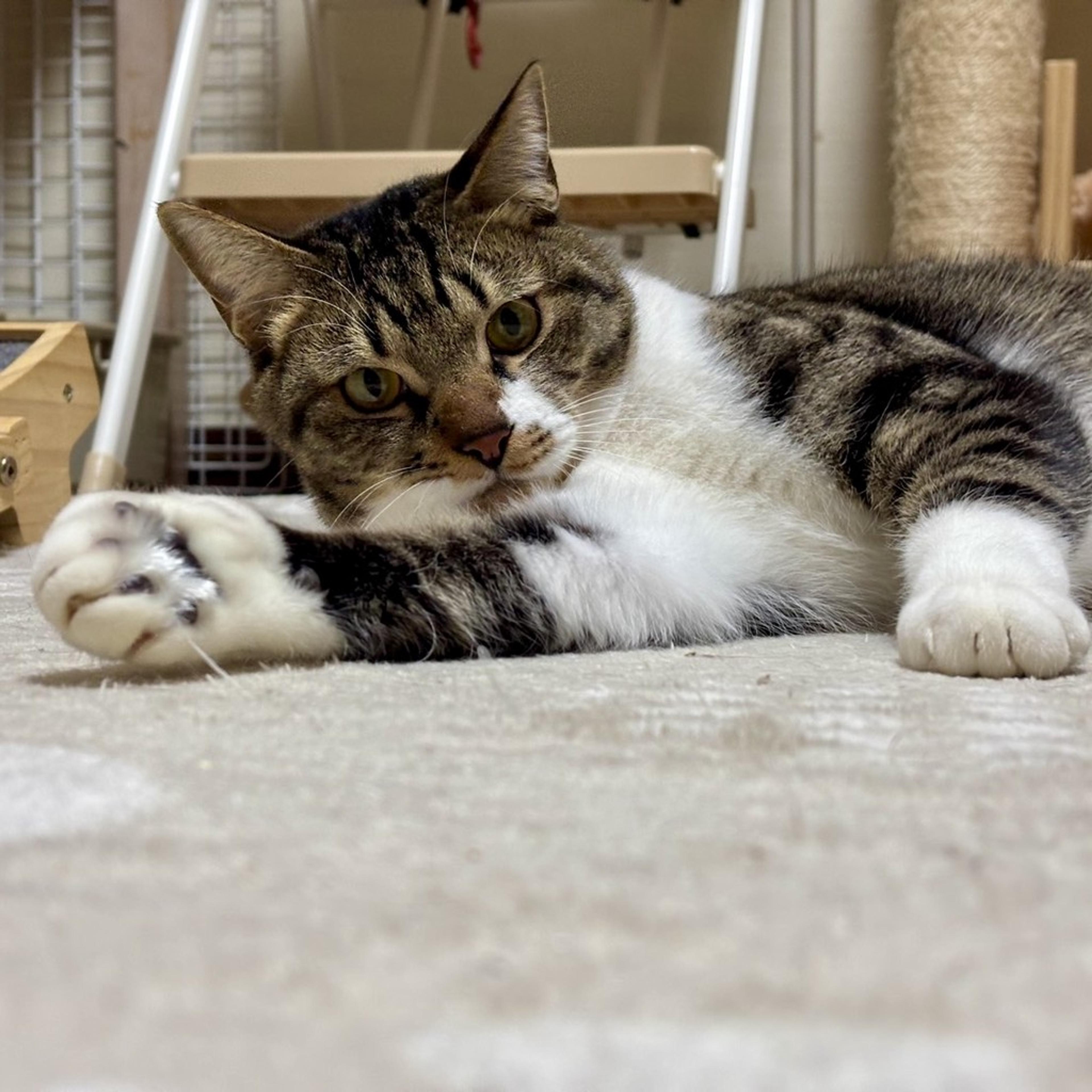 pet-image-2