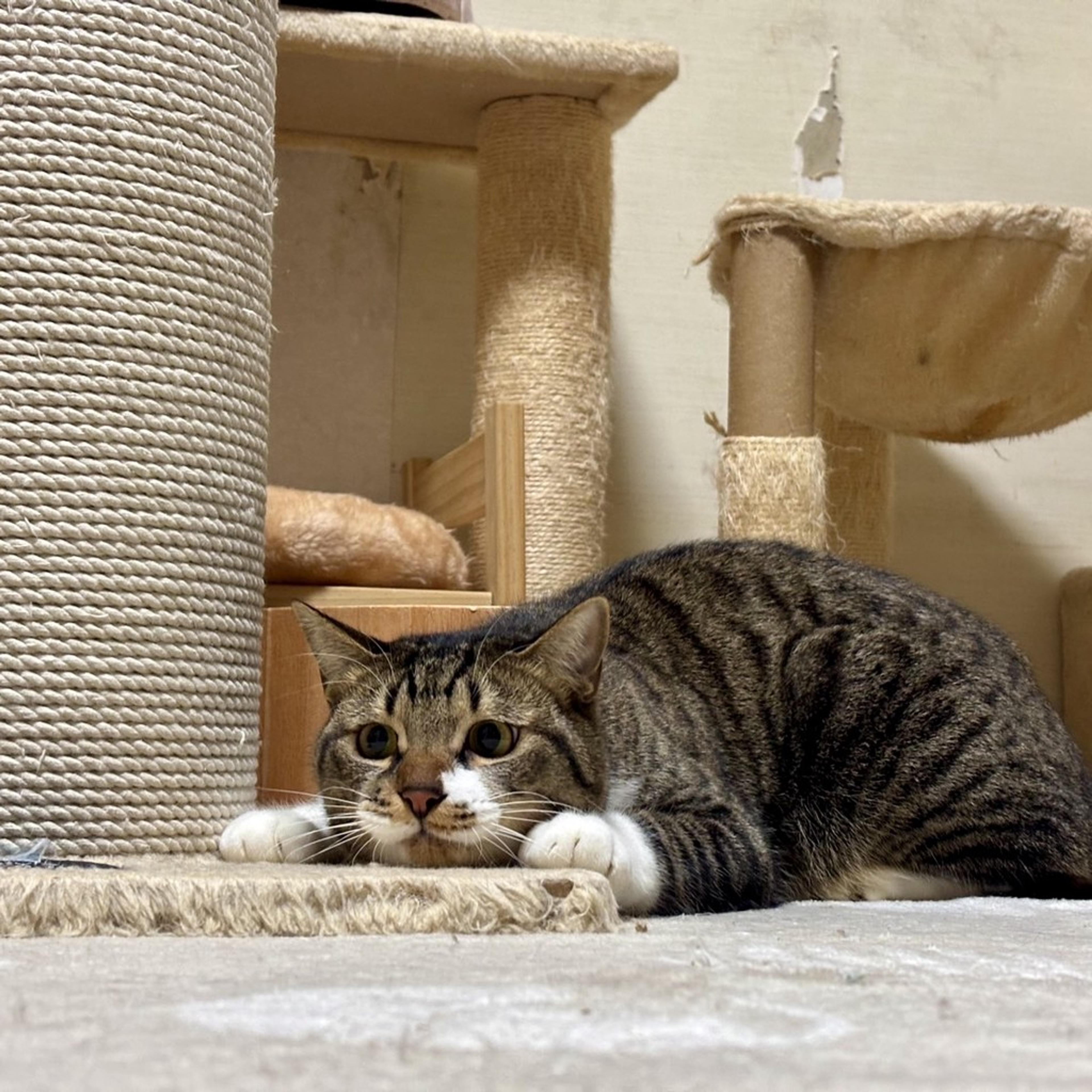 pet-image-3