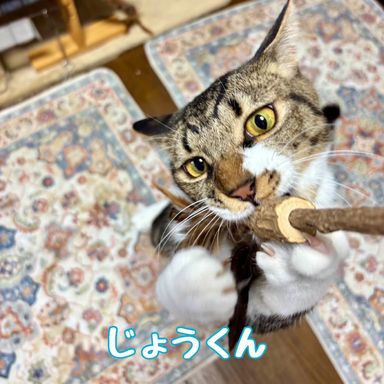 じょう