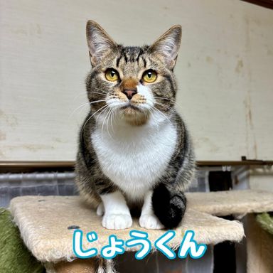 じょう
