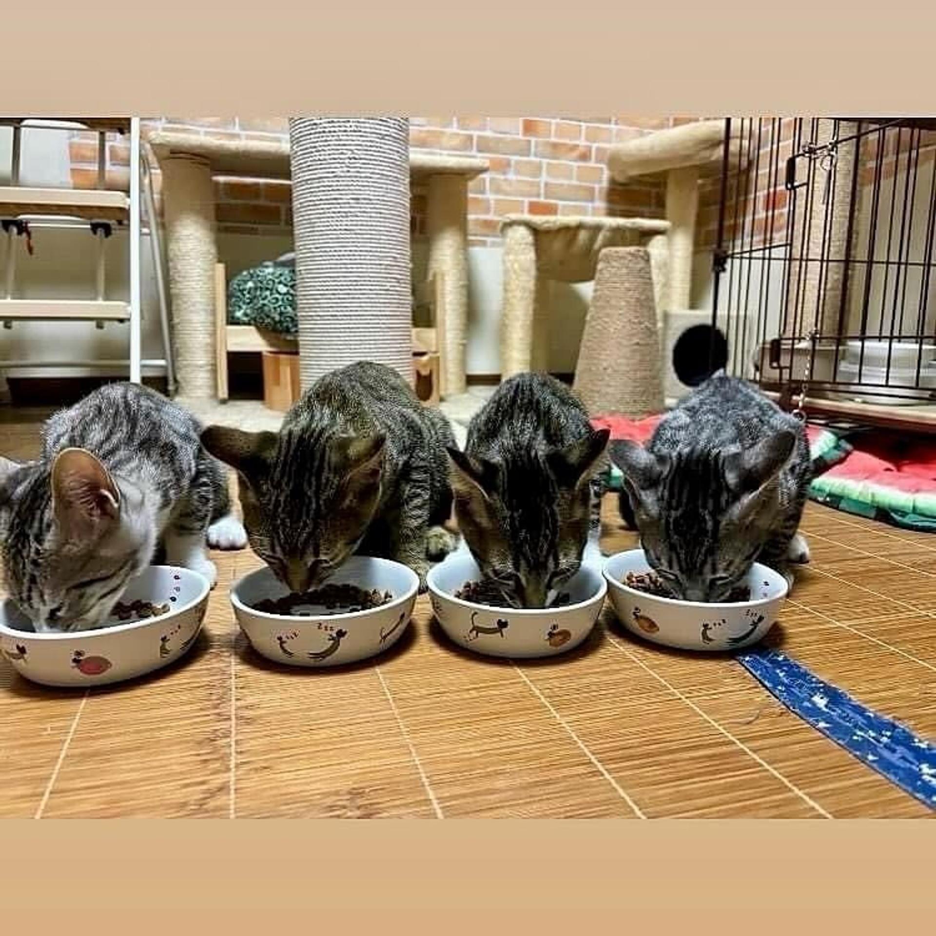 pet-image-6