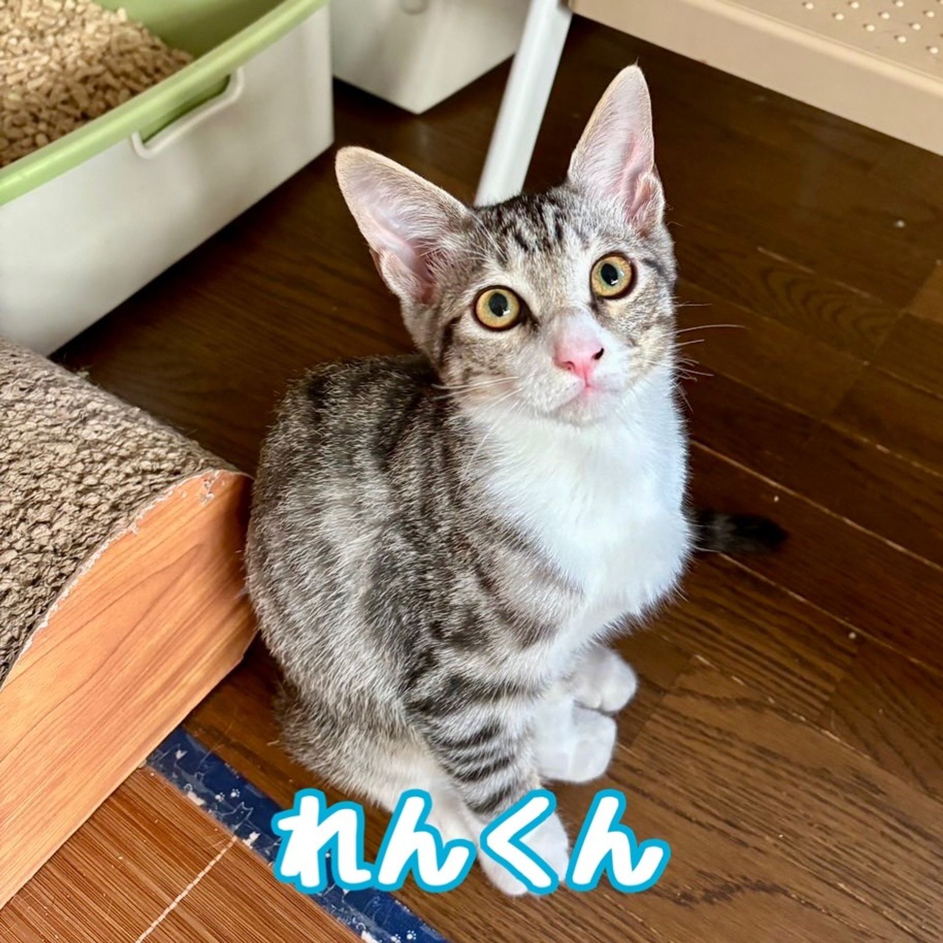 雑種（ミックス猫）・オスの里親募集の写真