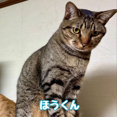 雑種（ミックス猫）・オスの里親募集の写真