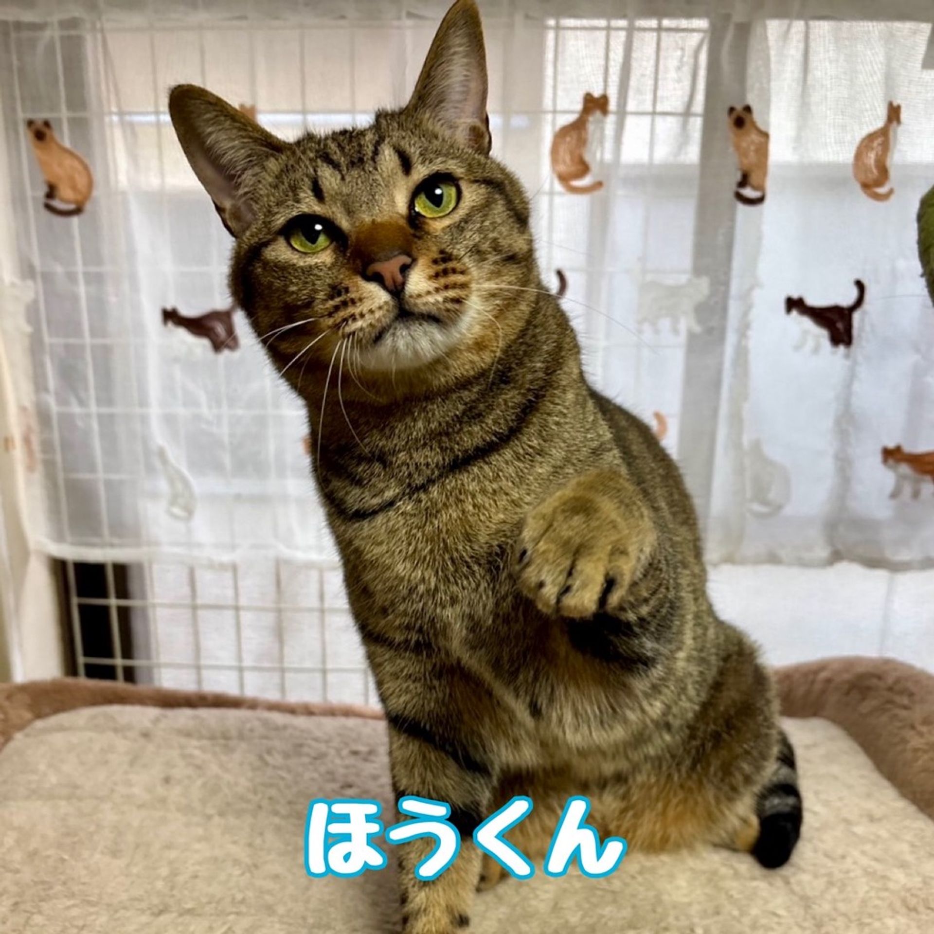 雑種（ミックス猫）・オスの里親募集の写真