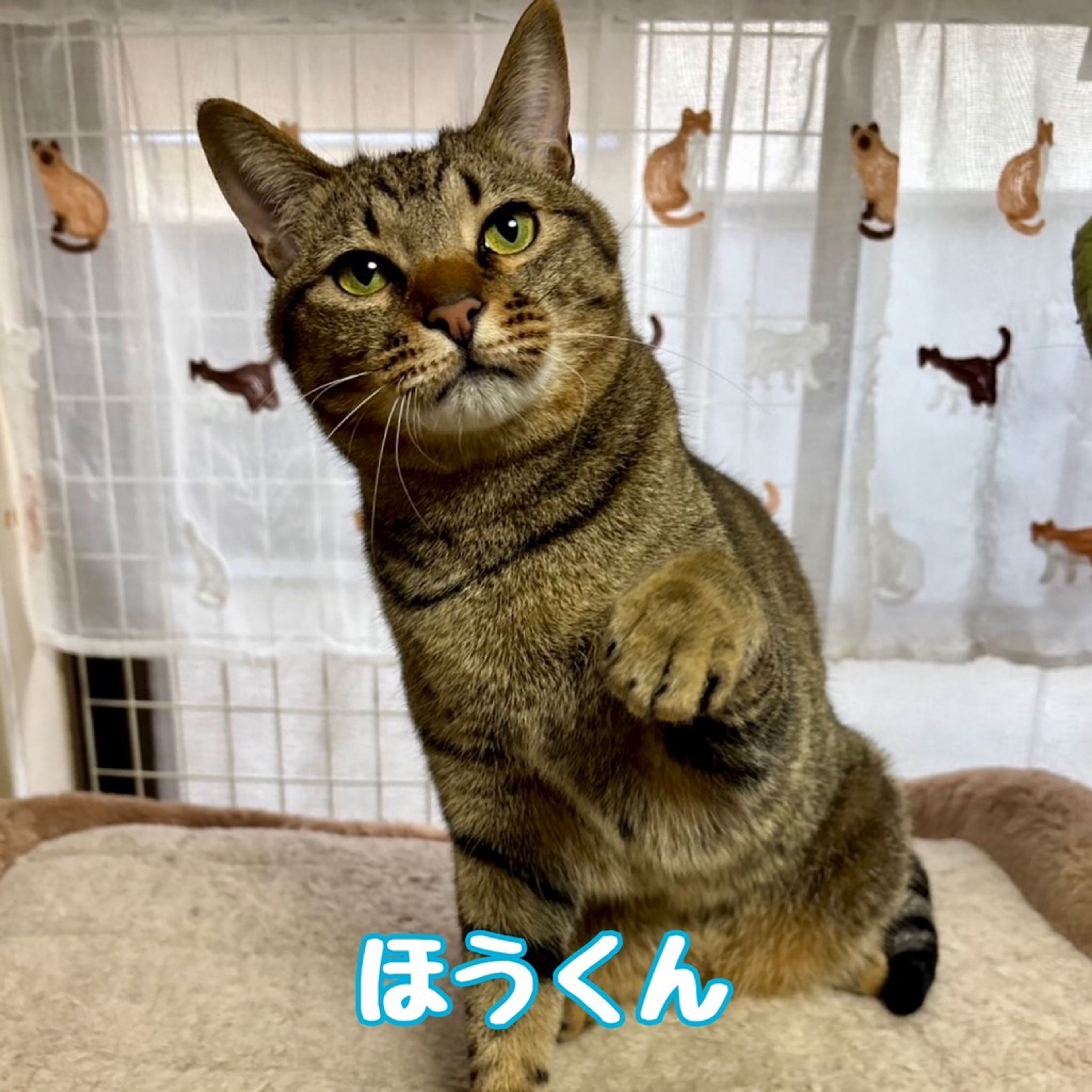 雑種（ミックス猫）・オスの里親募集の写真