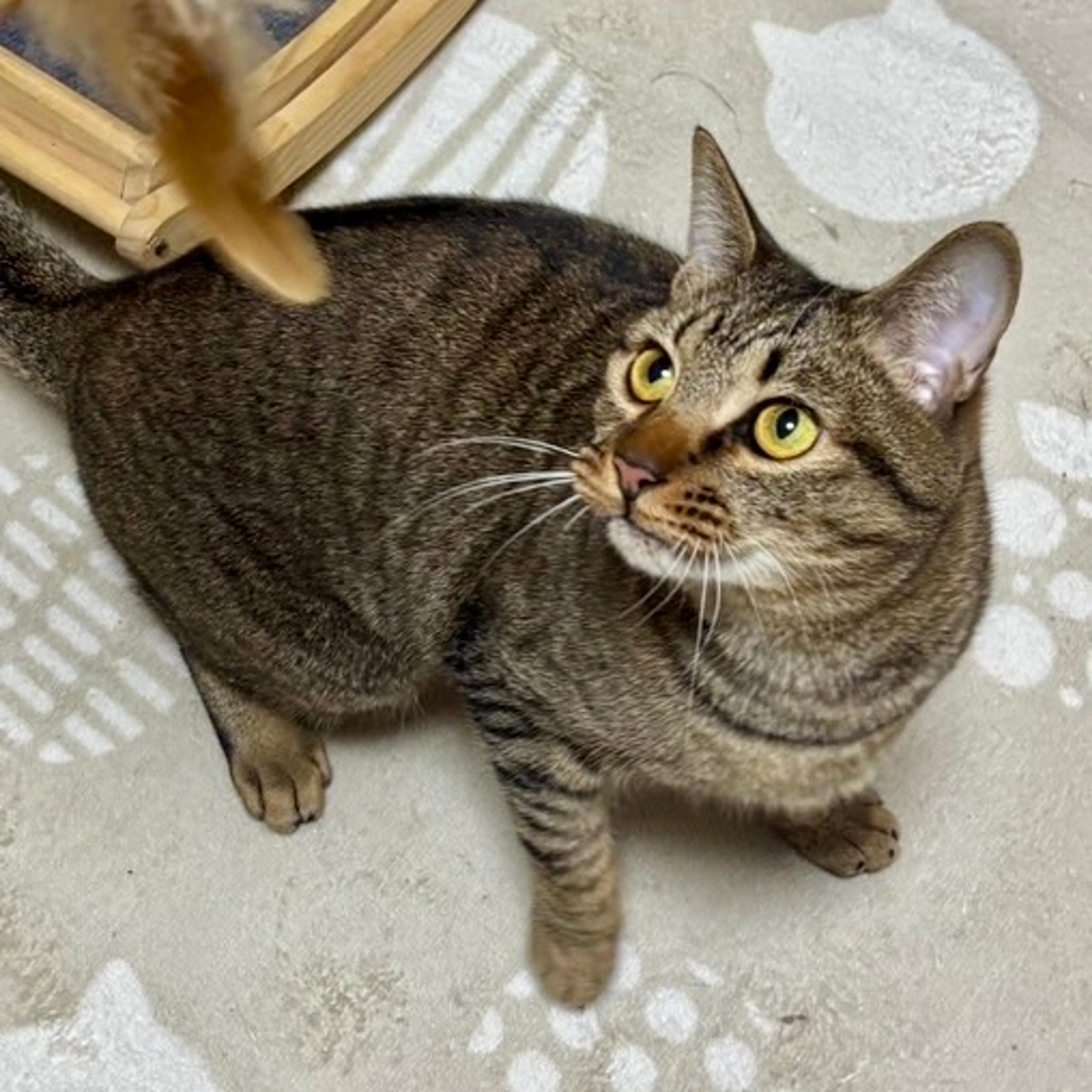 pet-image-2