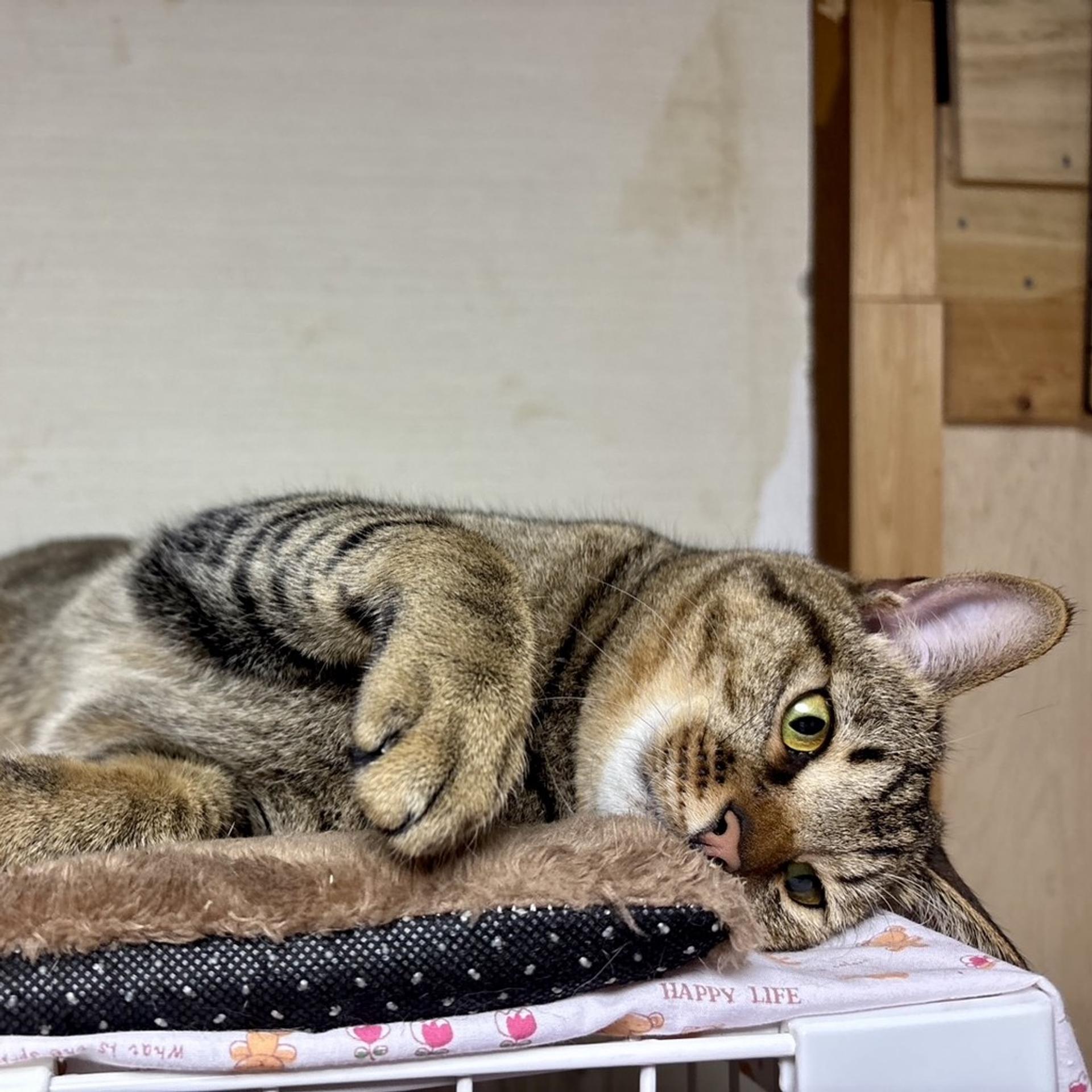 pet-image-3
