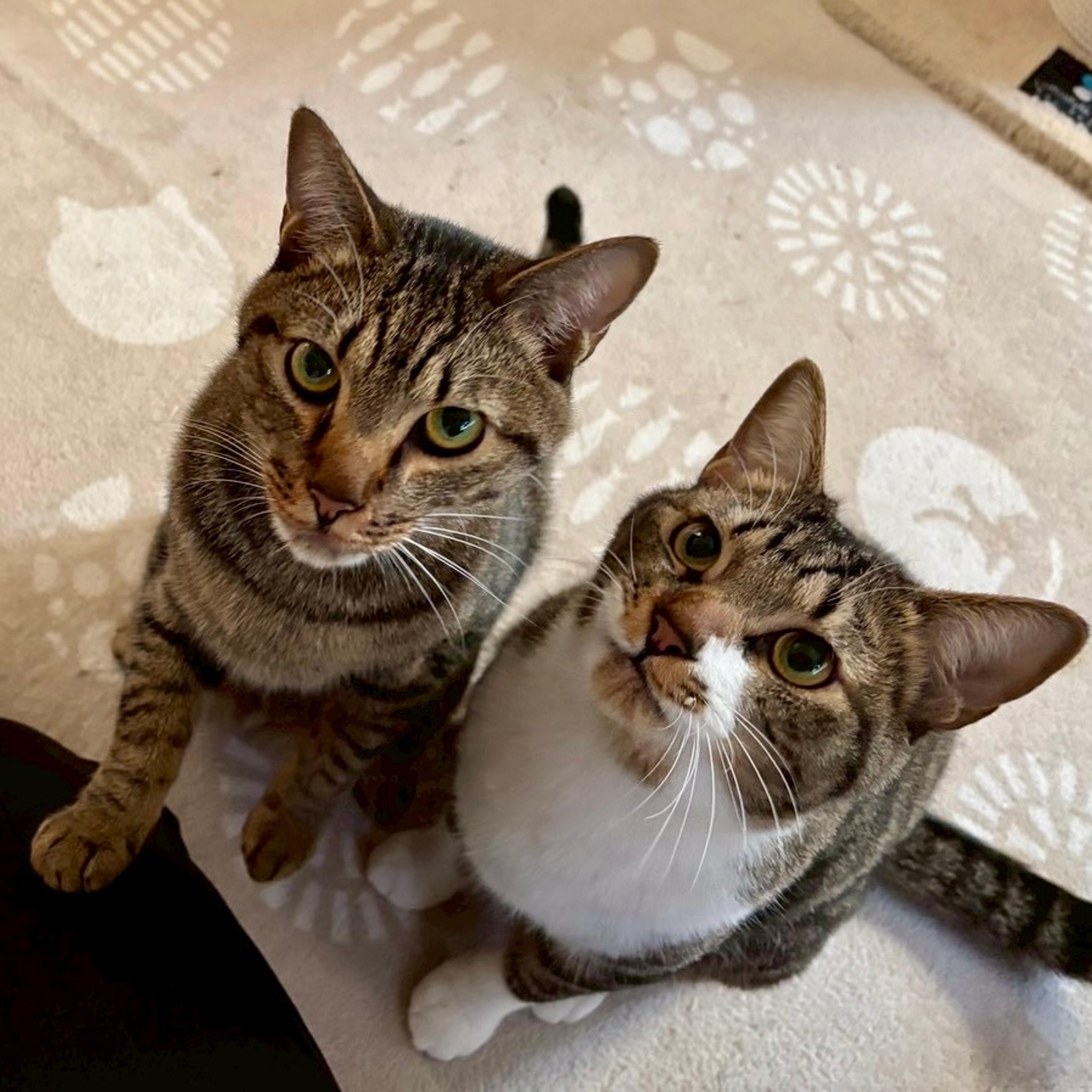 pet-image-5