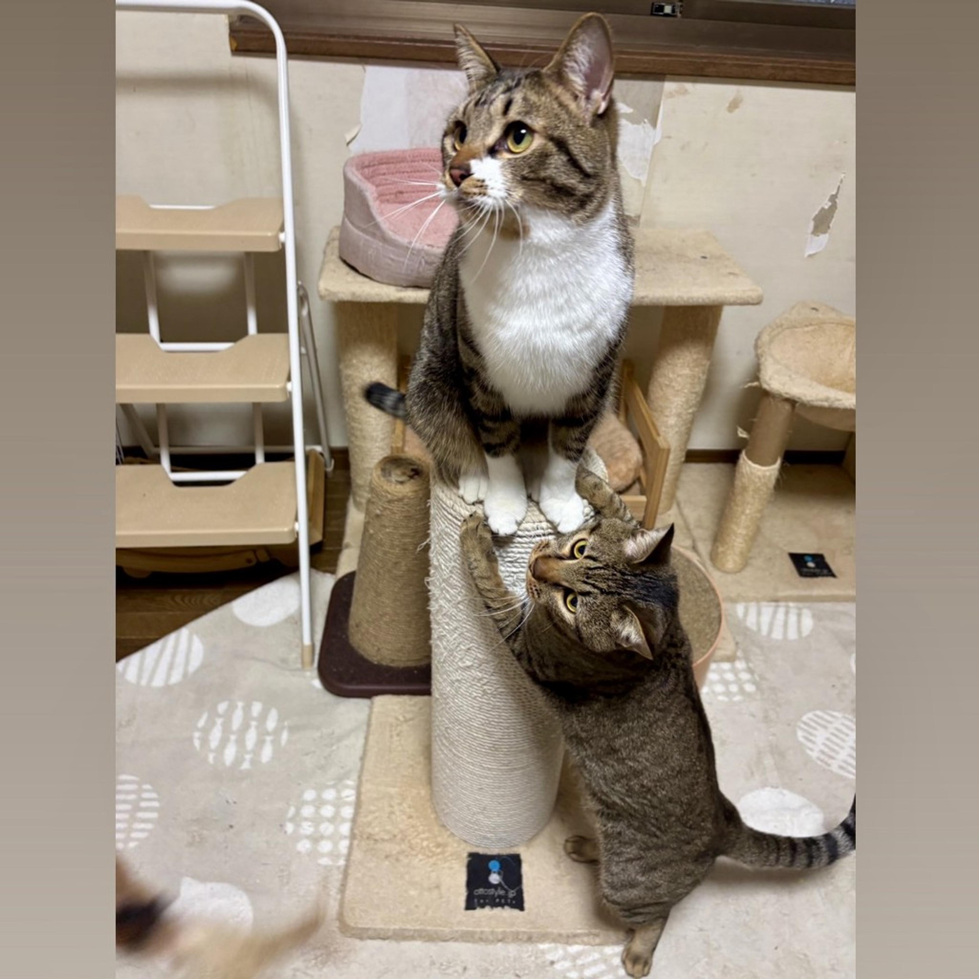 pet-image-6
