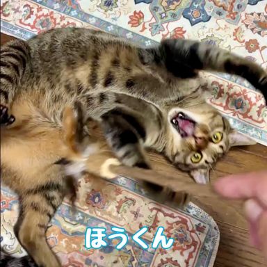 ほう