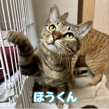 ほう