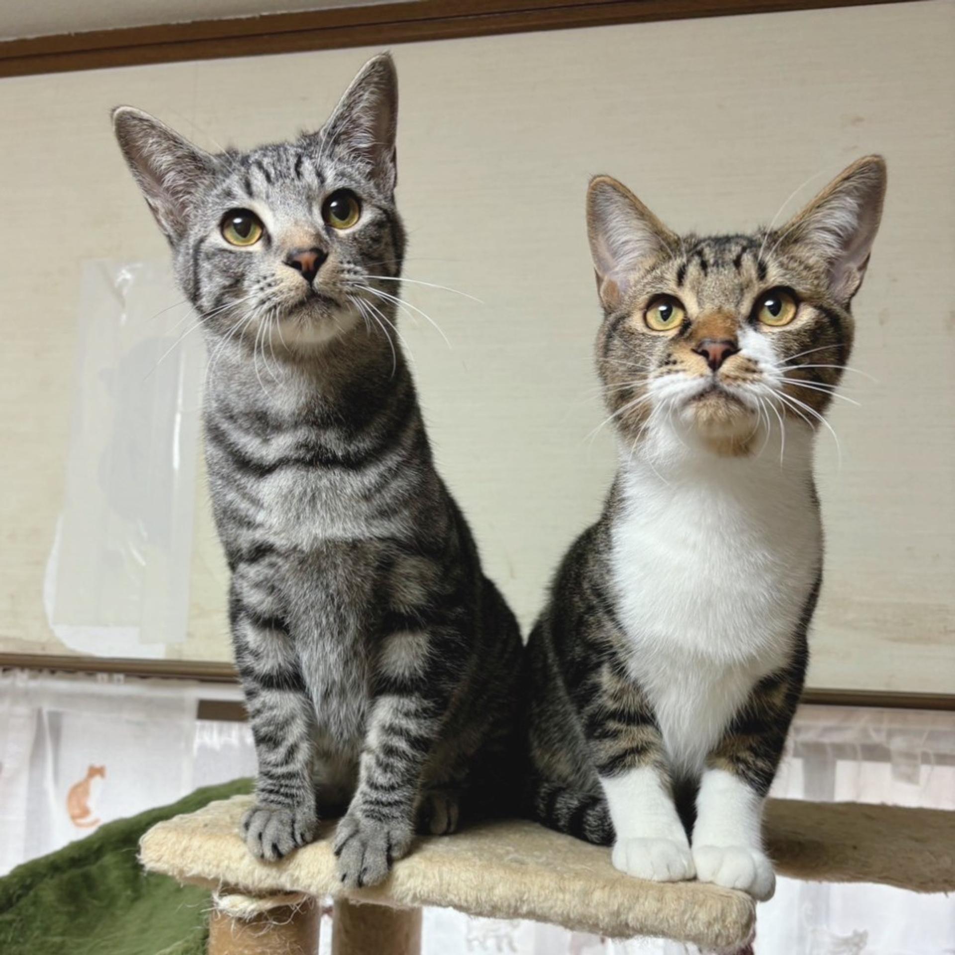 pet-image-4