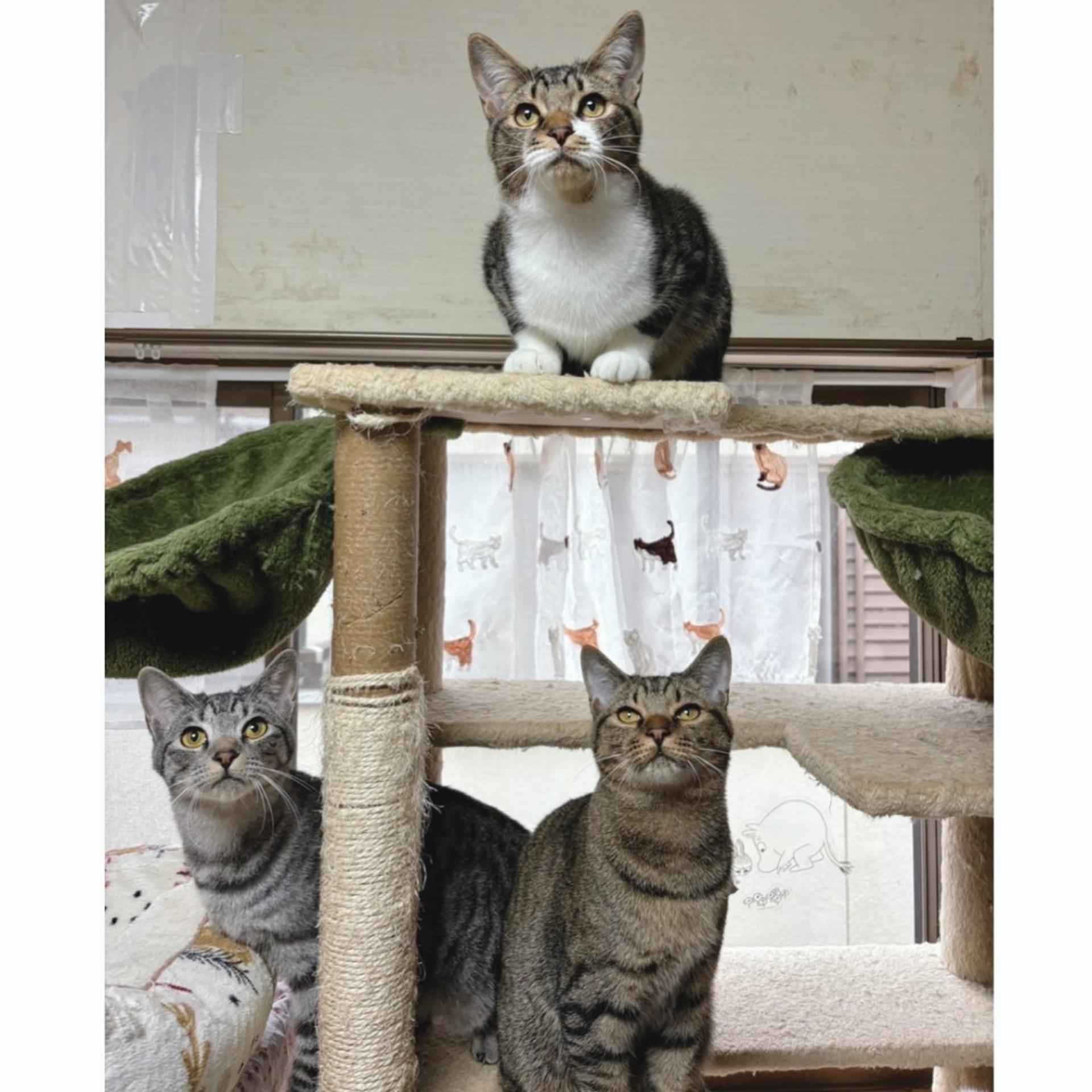pet-image-5