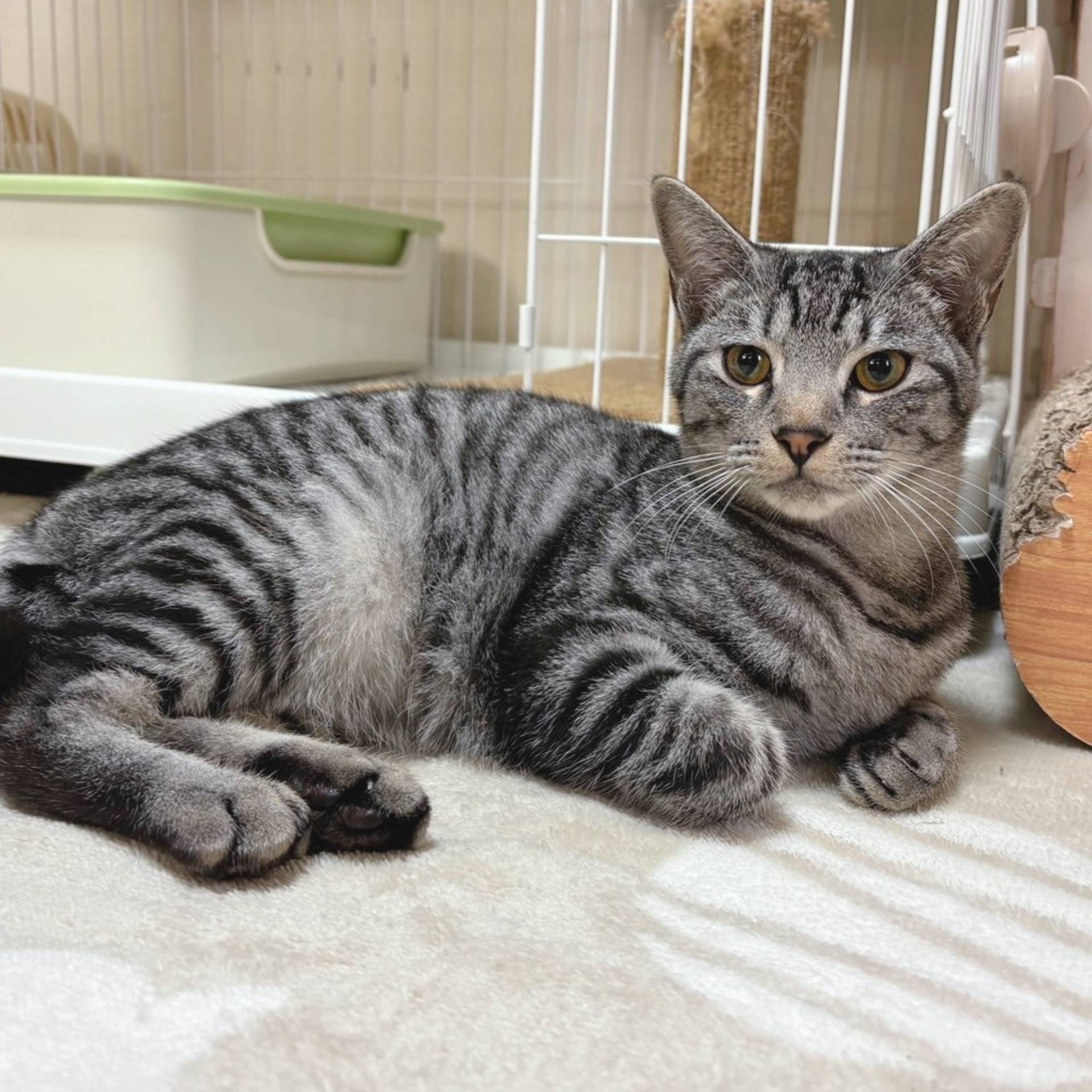 雑種（ミックス猫）・オスの里親募集の写真