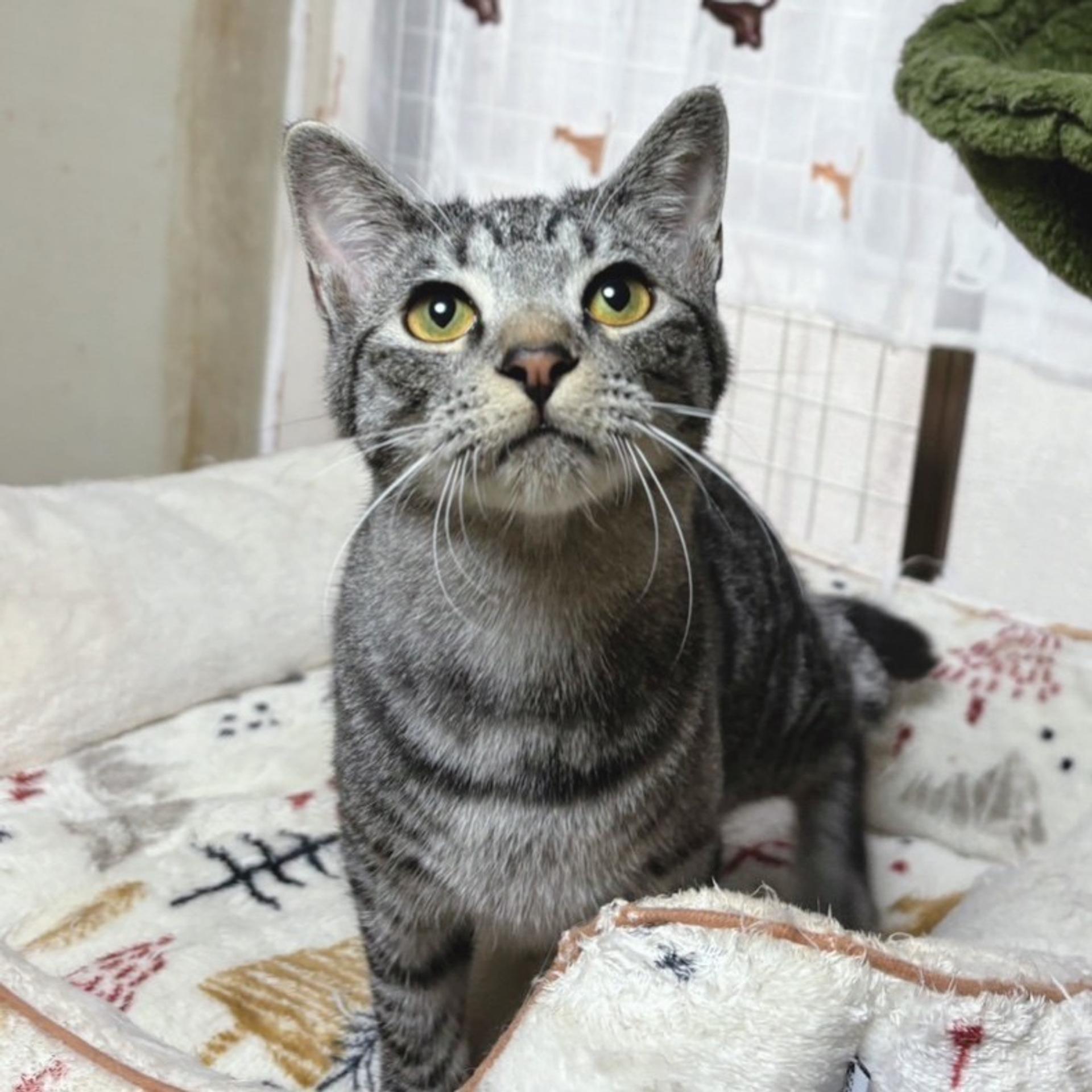 pet-image-2