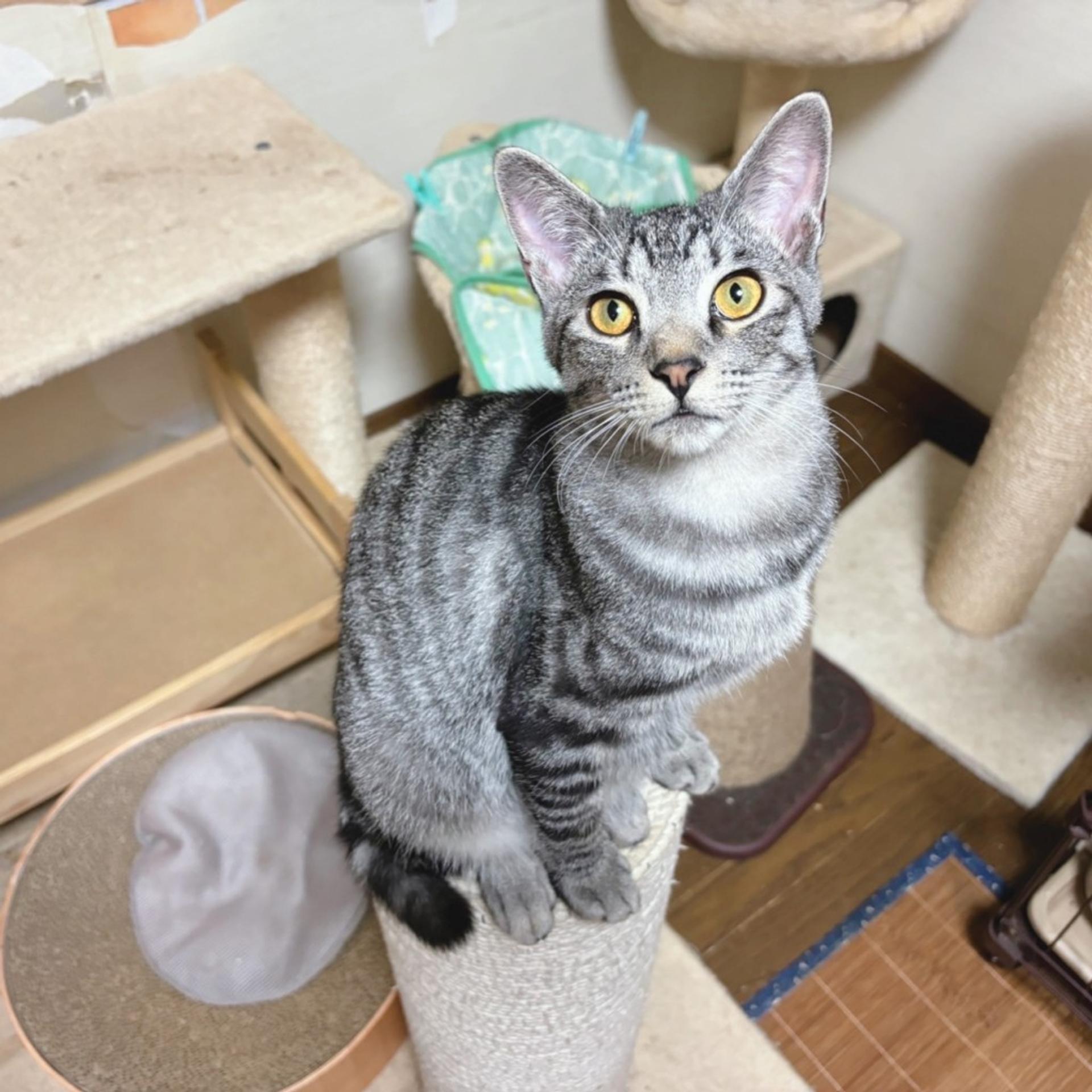 pet-image-3
